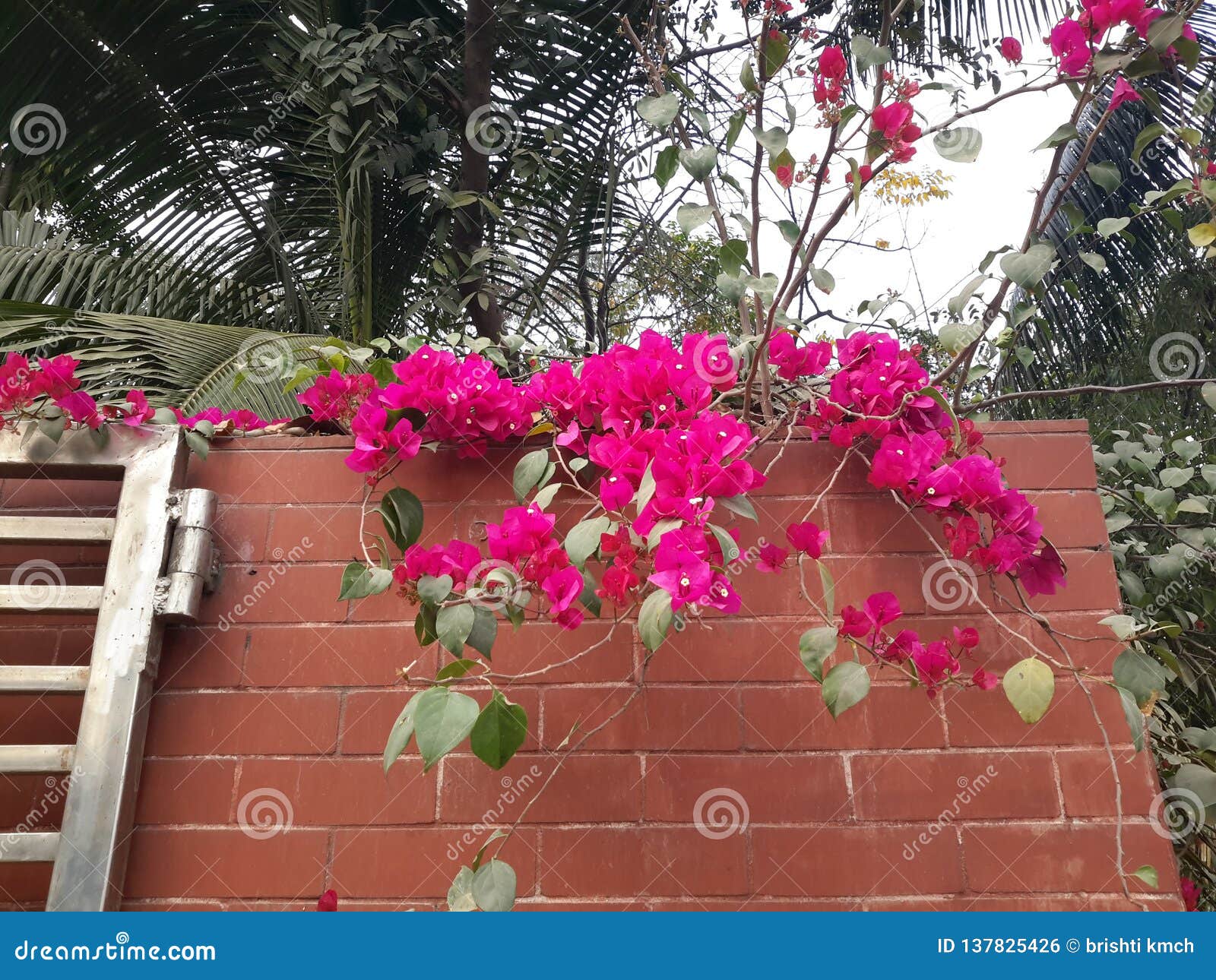 Gate flowers stock photo. Image of daytime, flower, garden 137825426