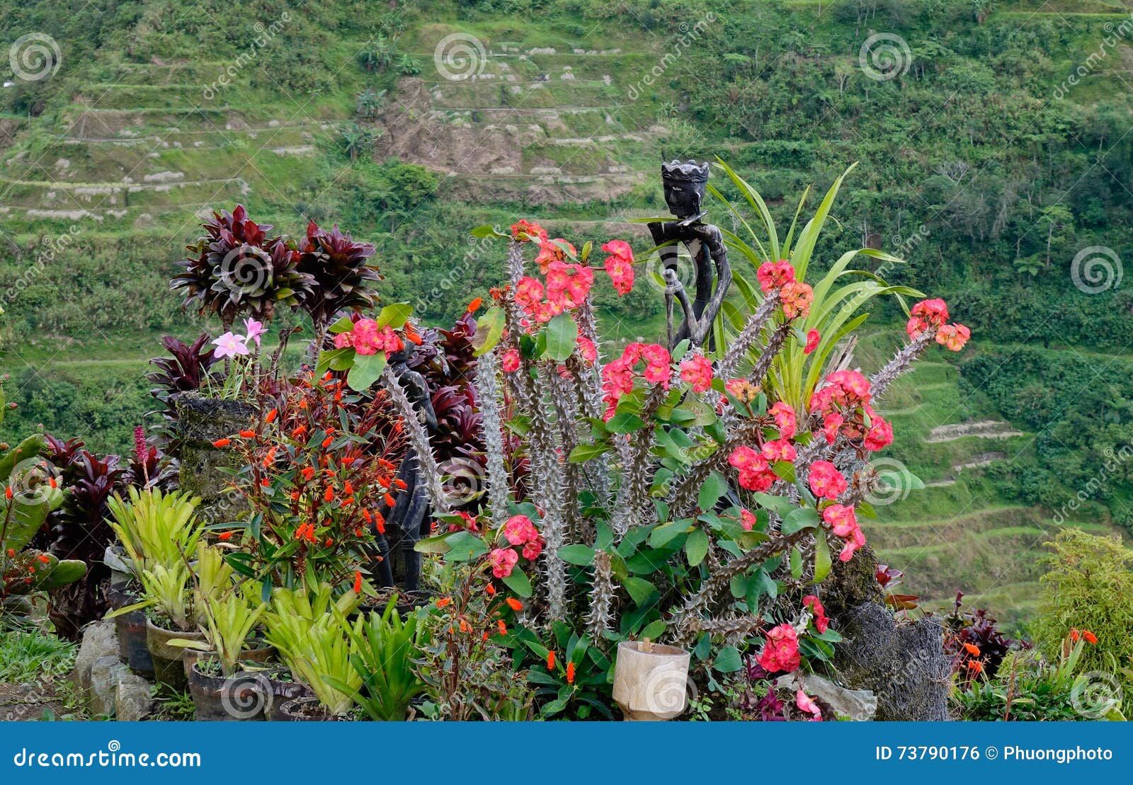 Flower Garden on the Hill in Ifugao, Philippines Stock Photo Image of