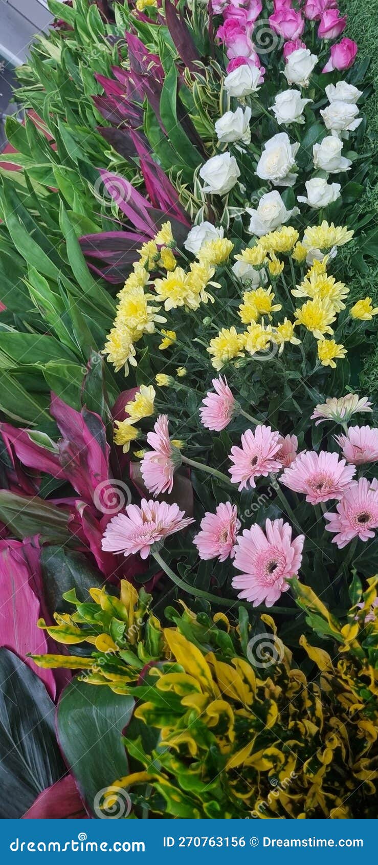 Flower in the Garden Mini Garden Flower Stock Photo Image of