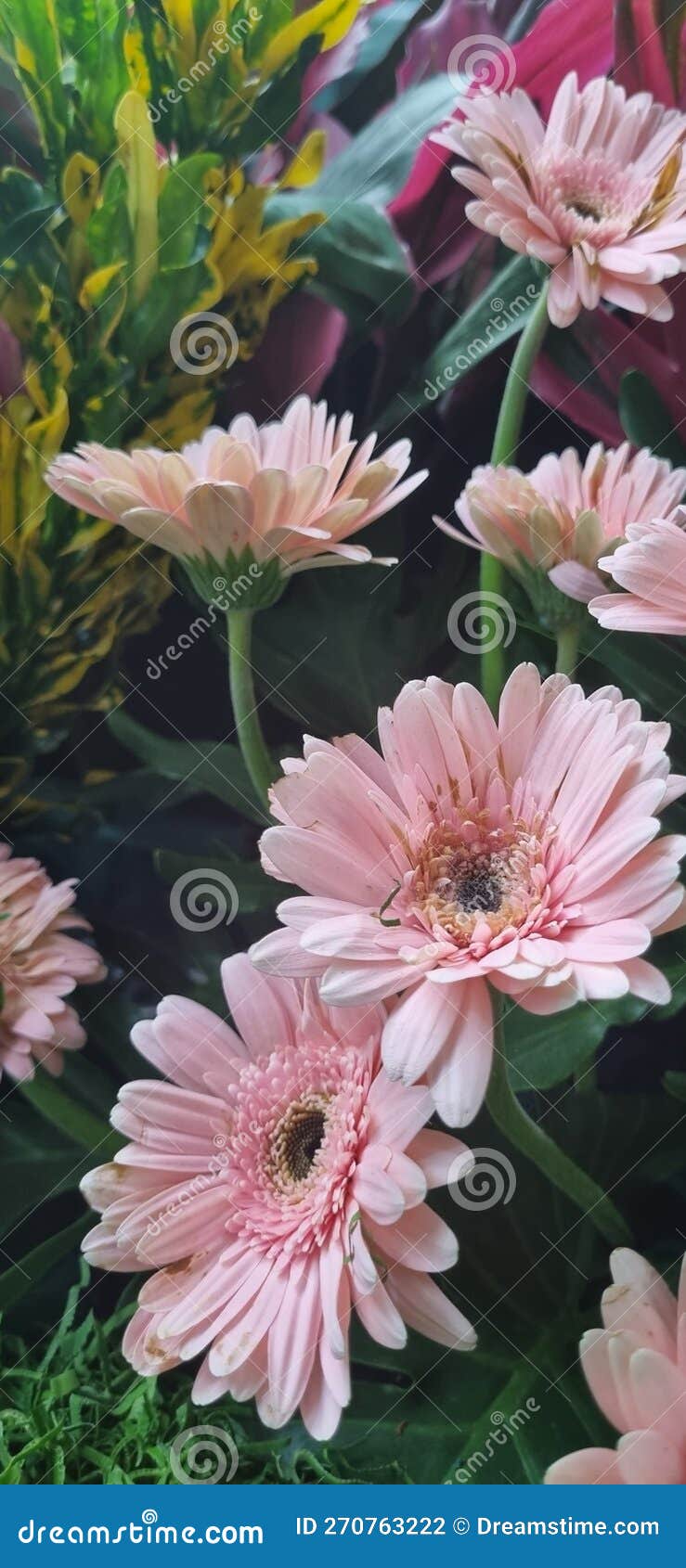 Flower in the Garden Mini Garden Flower Stock Photo Image of