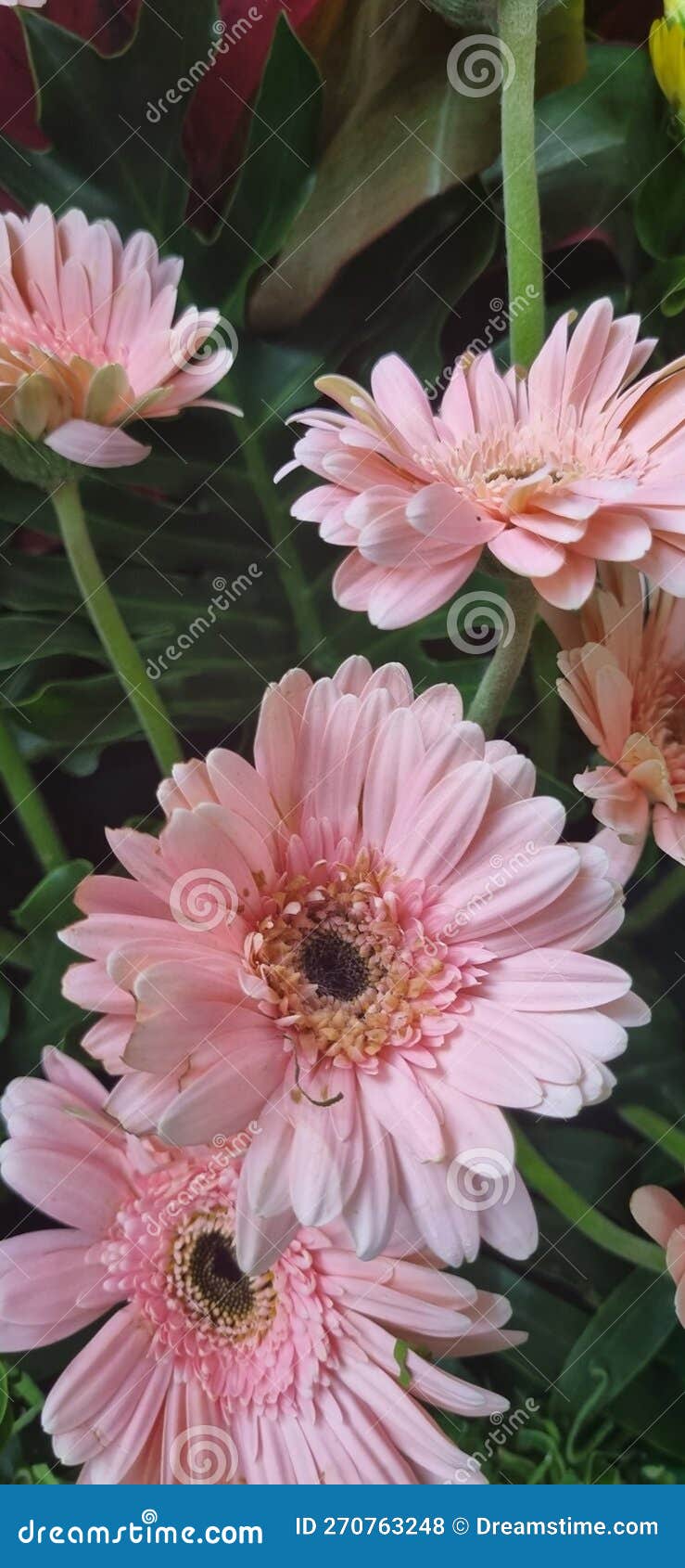 Flower in the Garden Mini Garden Flower Stock Photo Image of purple