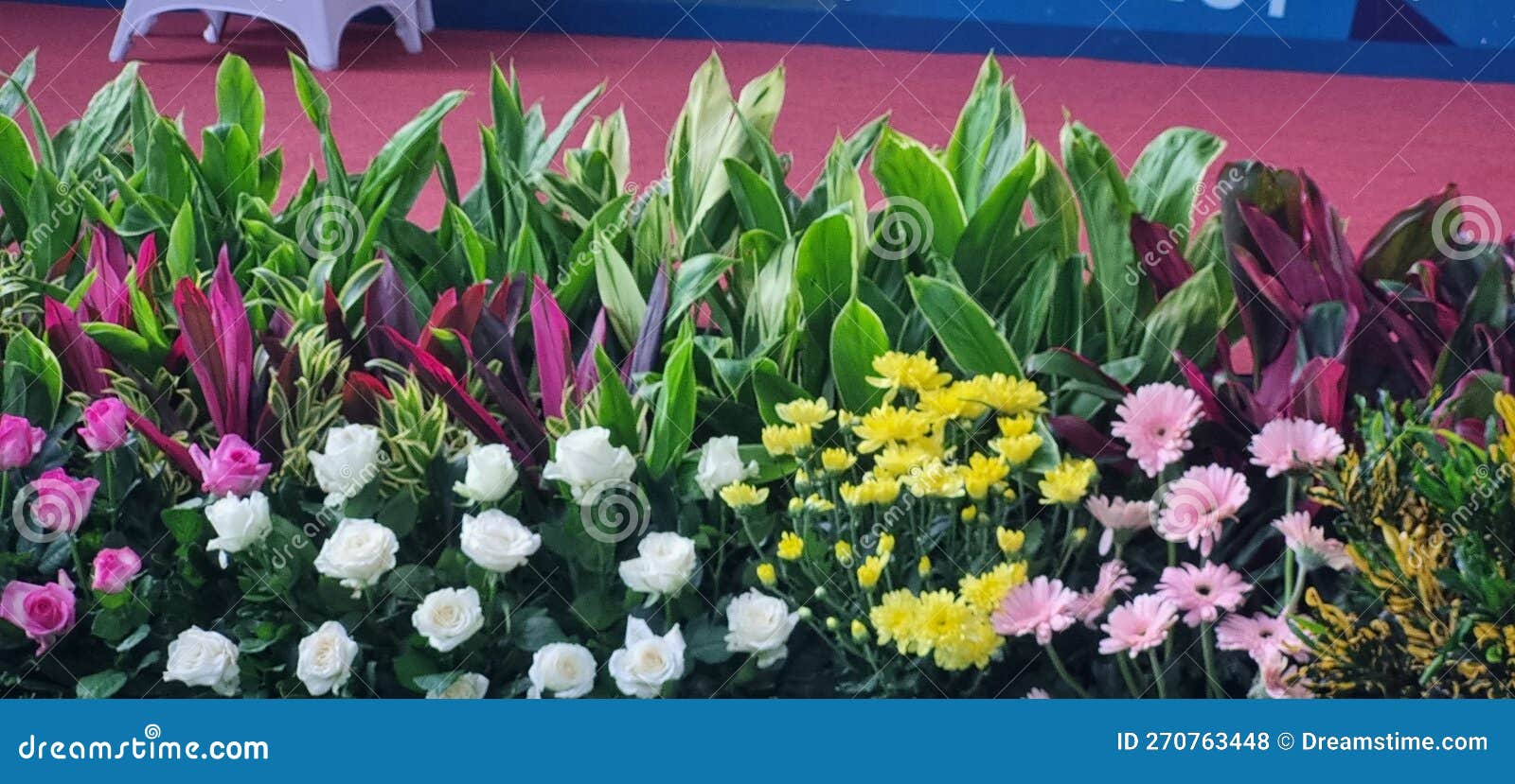 Flower in the Garden Mini Garden Flower Stock Photo Image of daisy