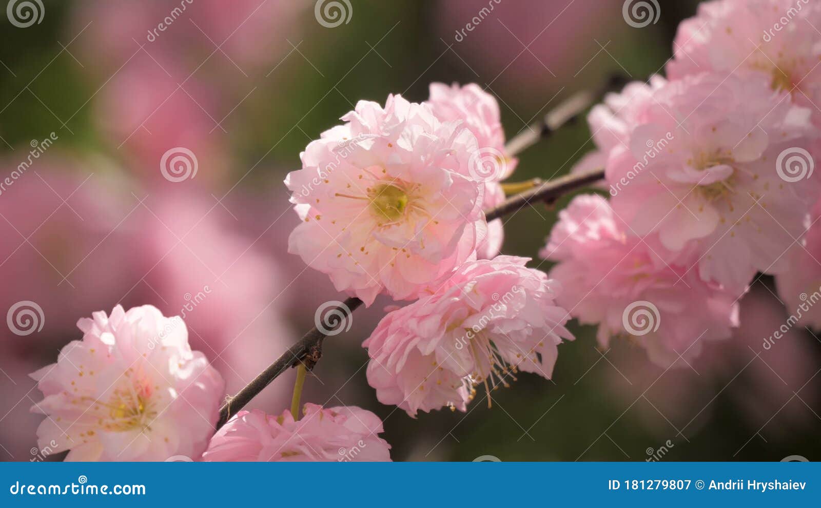 Flower Trees Blooming Nature Park City Spring Stock Video Video of