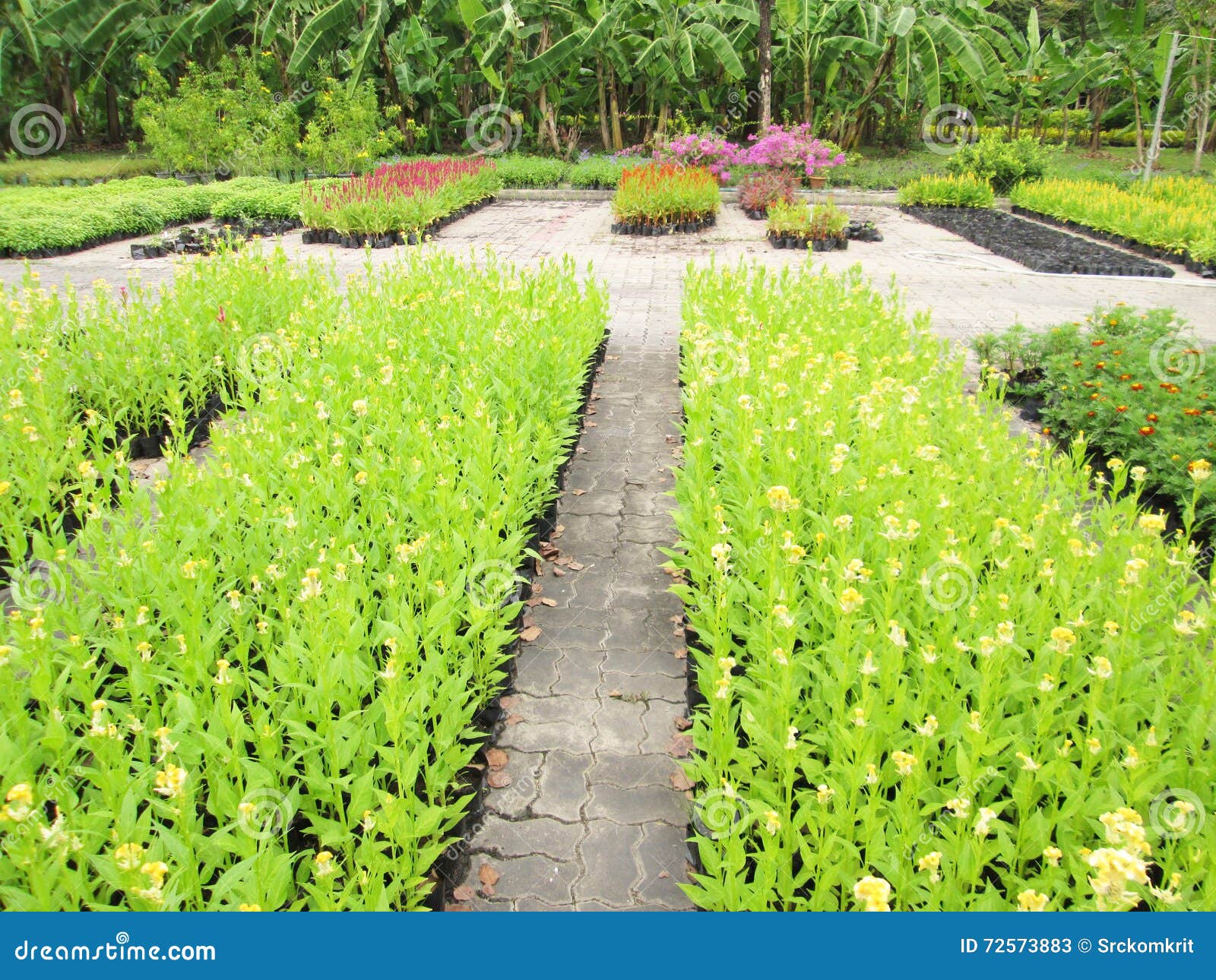 Flower garden nursery stock image. Image of cultivate 72573883