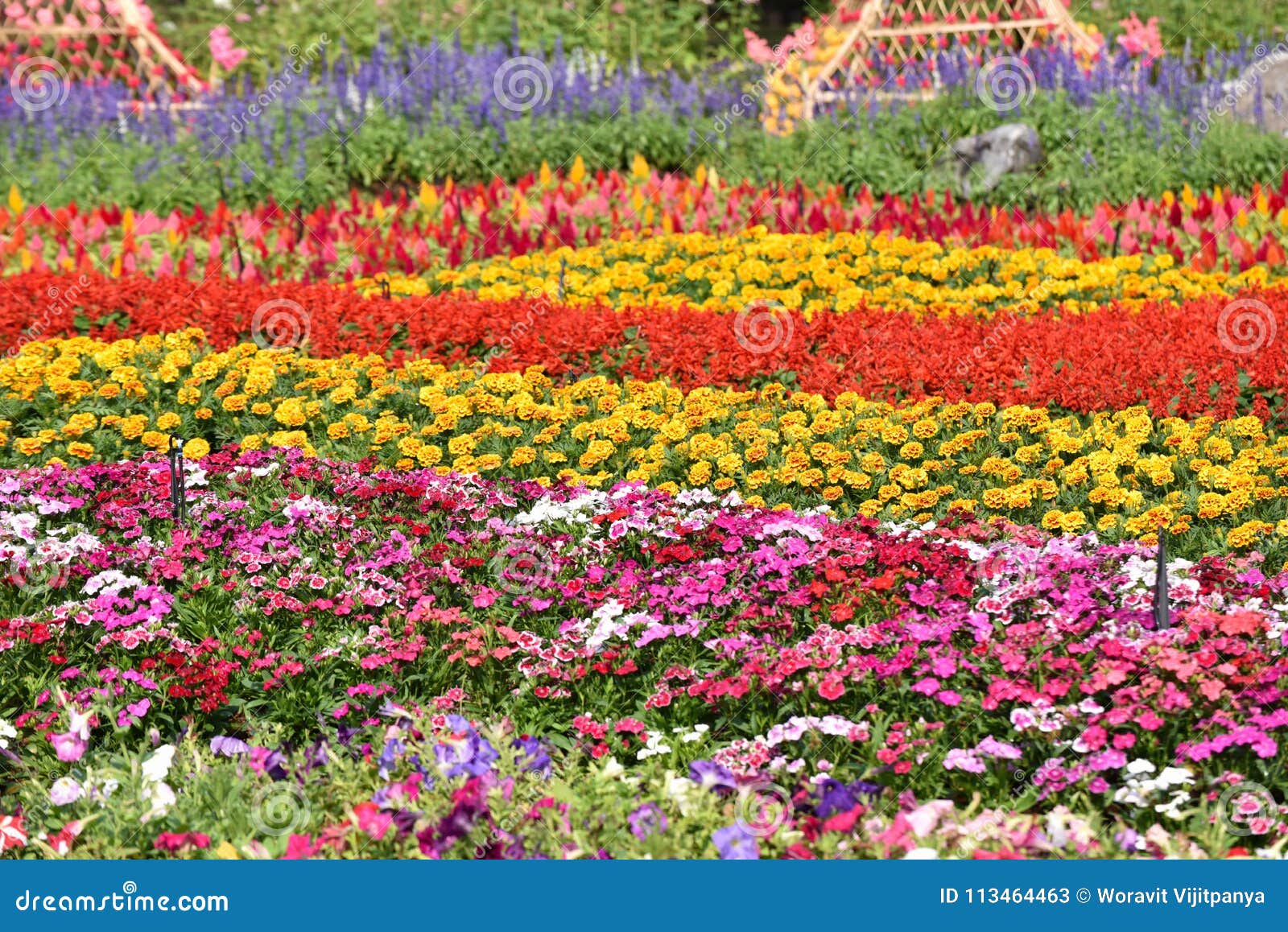 Flower Garden Summer Varicolored Colorful Stock Image - Image of ...