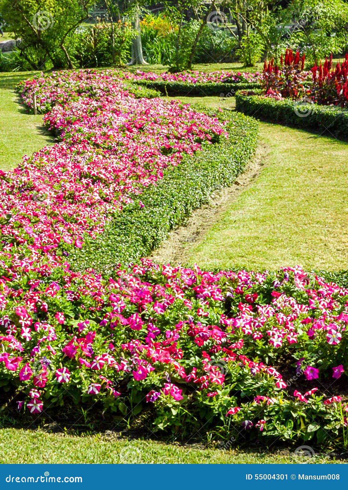 Flower garden stock image. Image of thailand, thai, nature 55004301