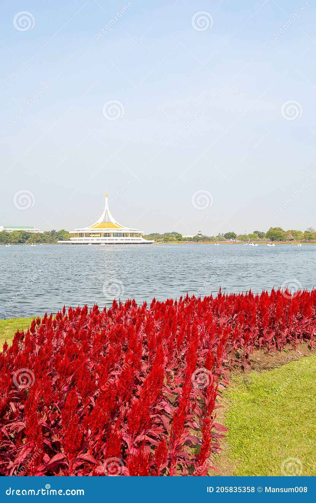 Flower garden in Thailand stock photo. Image of argentea 205835358