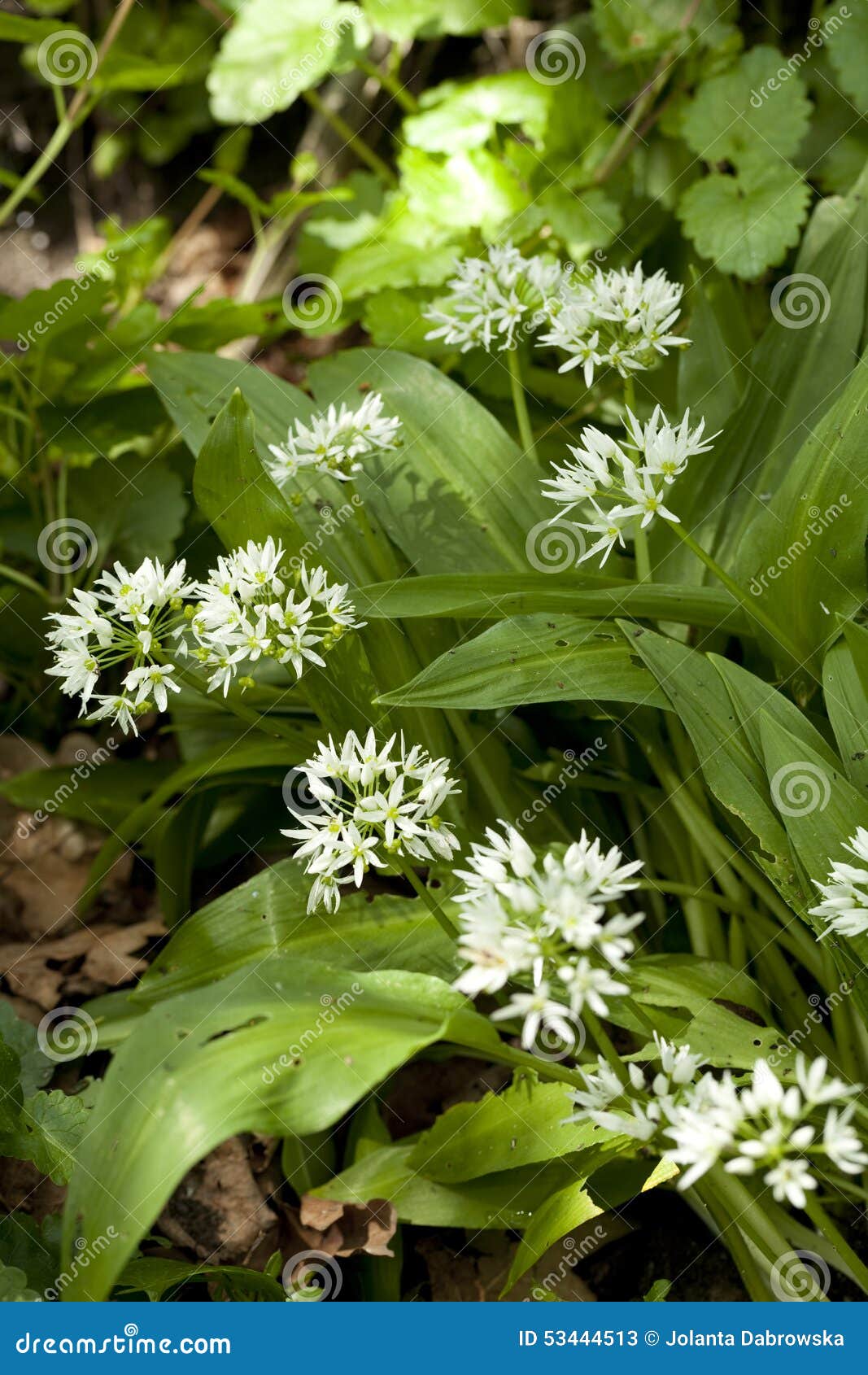Flower of garlic stock image. Image of stem, garlic, ursinum 53444513