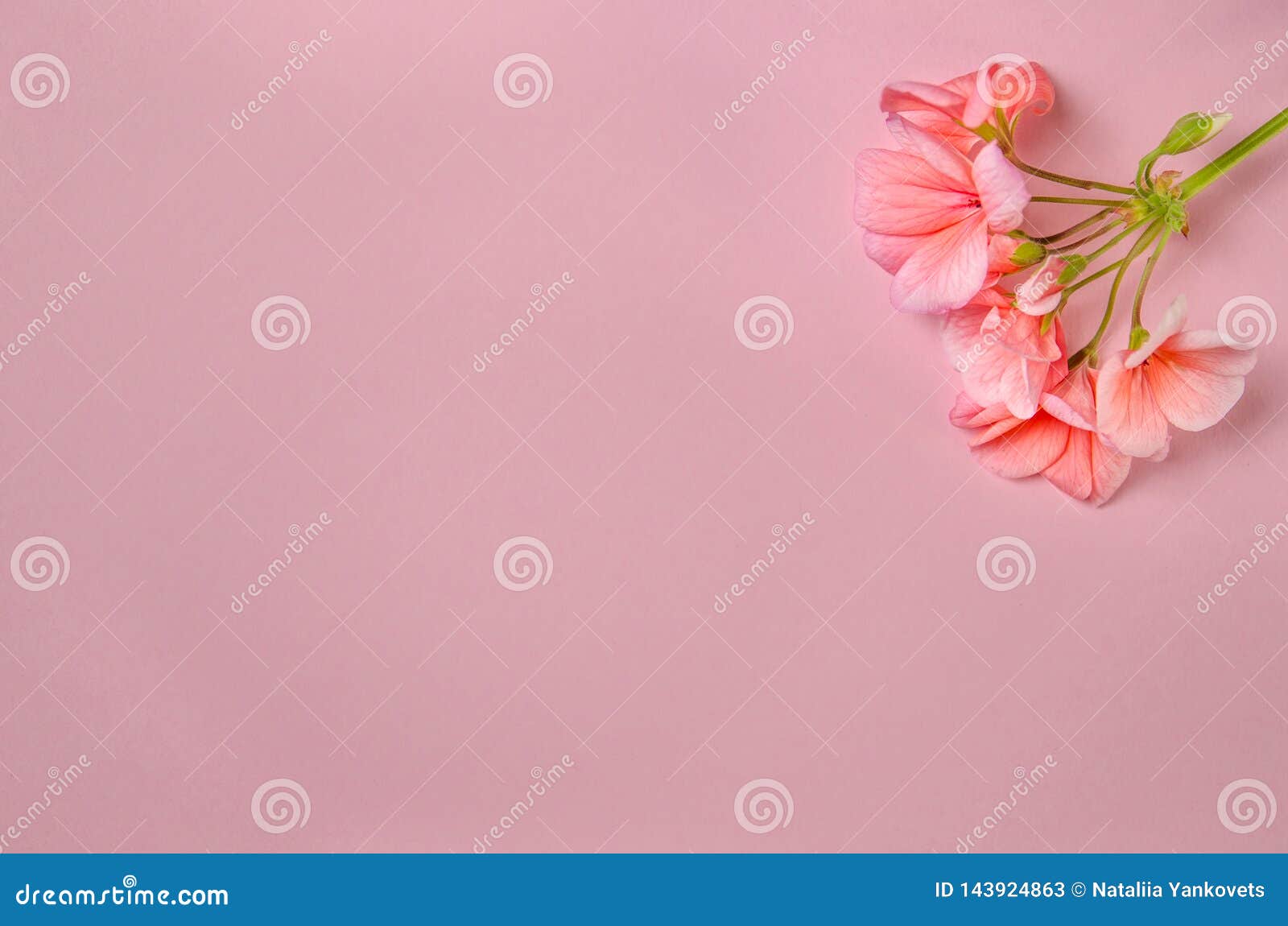 The Flower of a Geranium of Coral Color Lies Against the Background of ...
