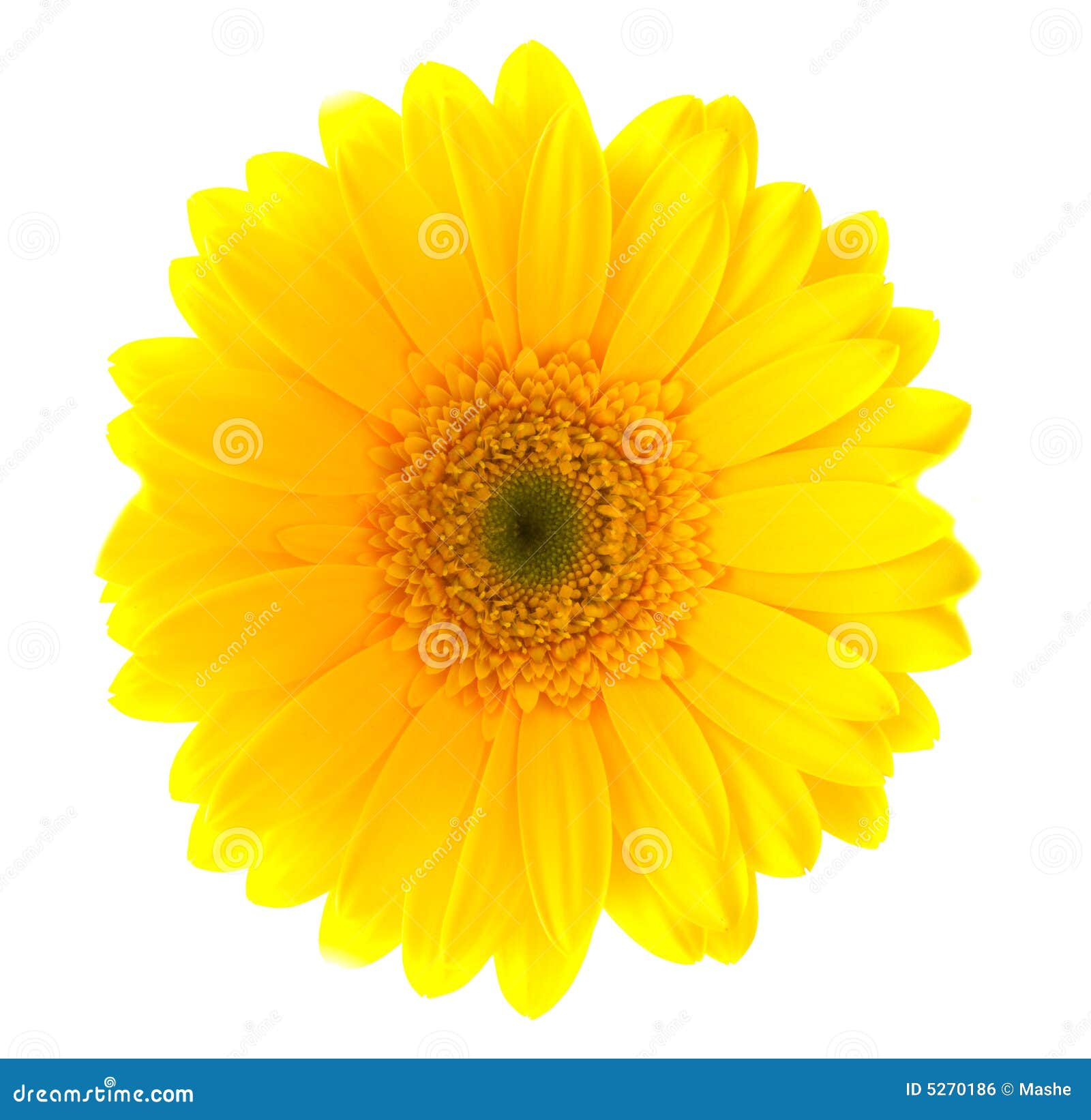 Flower Gerbera. stock photo. Image of freshness, macro - 5270186