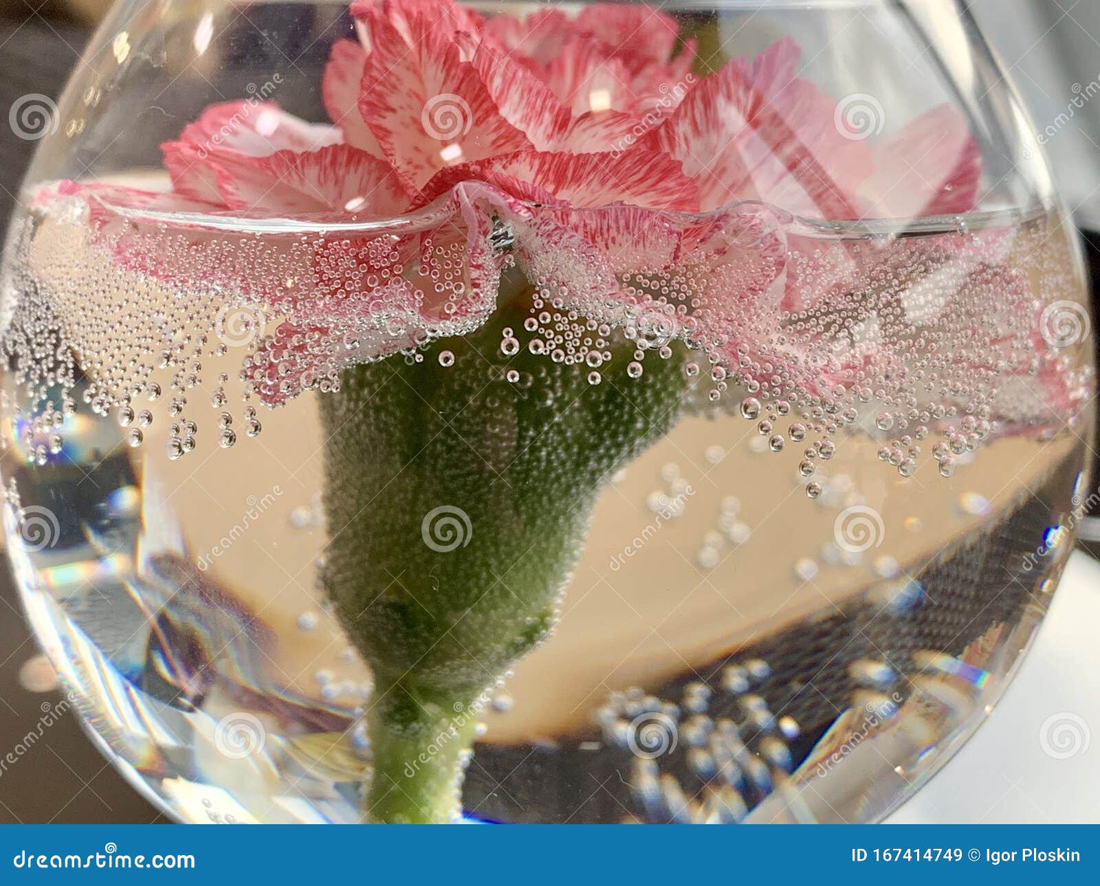 Flower in a Glass with Water Stock Image Image of aged, plant 167414749