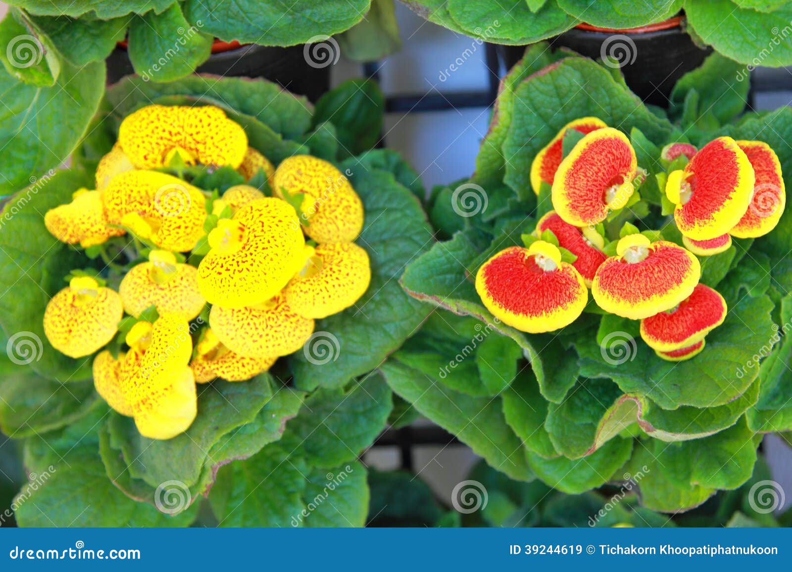 Flower gloxinia stock image. Image of elements, brown - 39244619