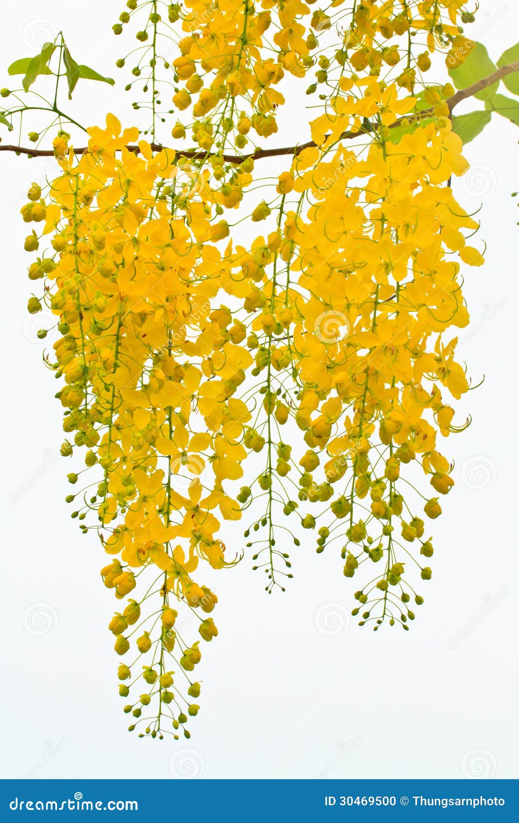 Flower golden shower tree