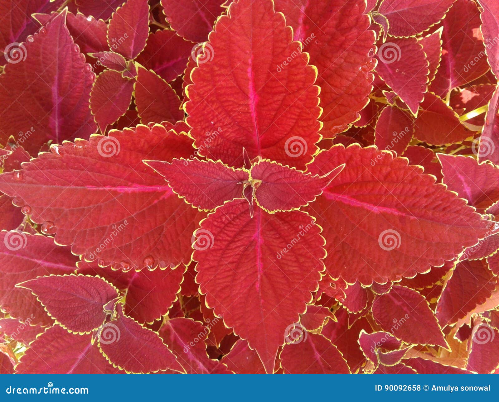 Flower stock photo. Image of quality, good, nice, flower 90092658