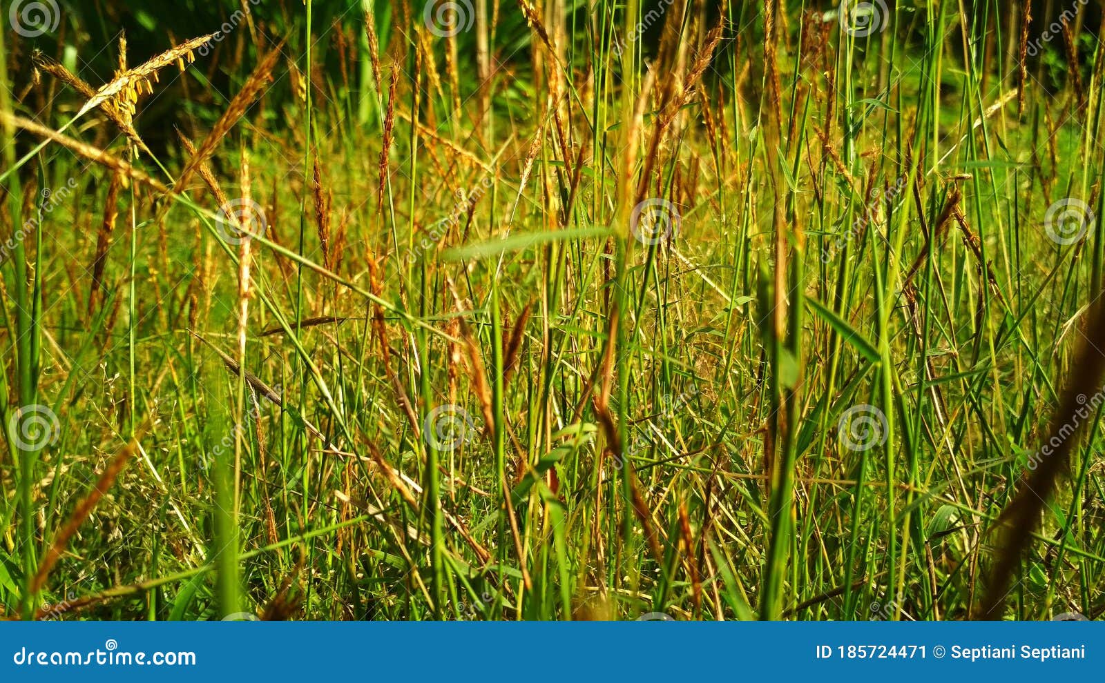 Flower of grass stock image. Image of morning, nature - 185724471