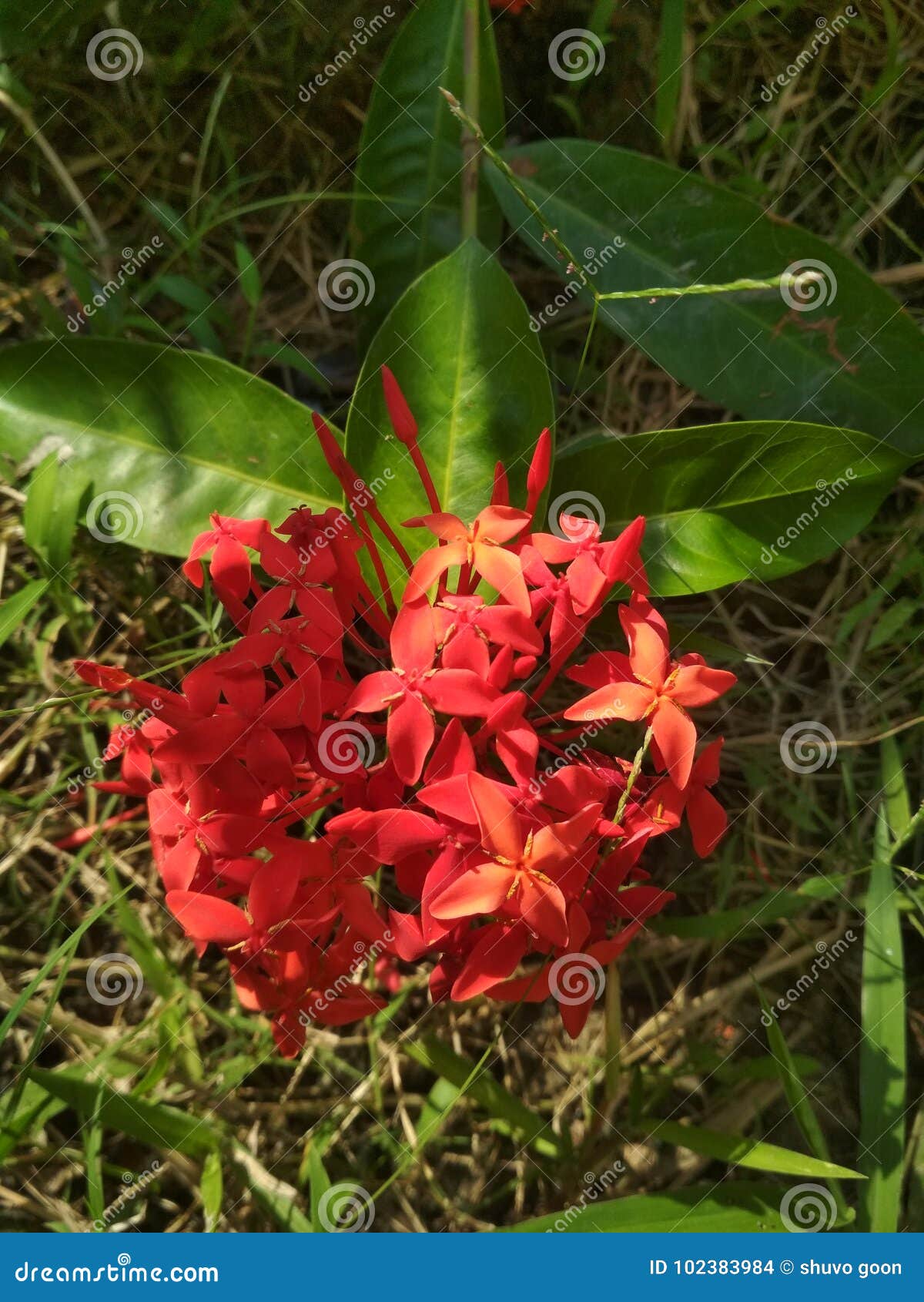 Flower stock photo. Image of flower, natural, beauty 102383984