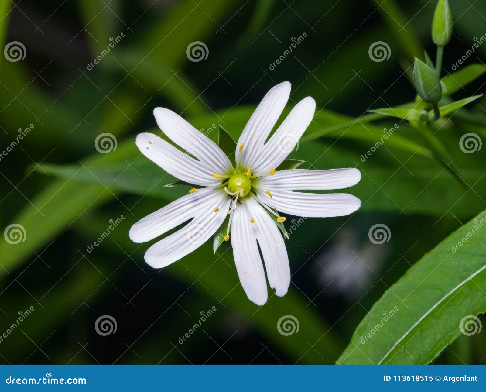 flower greater stitchwort or stellaria holostea with bokeh background, macro, selective focus, shallow dof