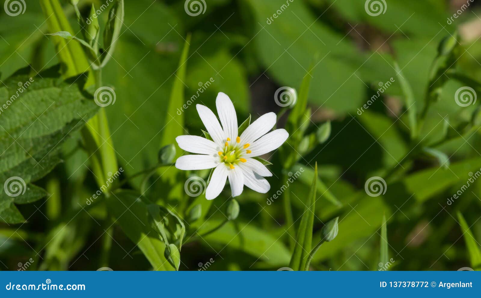 flower greater stitchwort or stellaria holostea with bokeh background, macro, selective focus, shallow dof