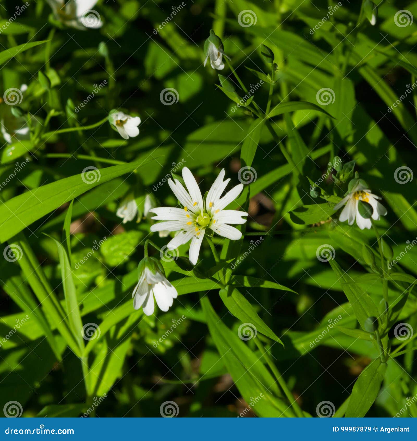 flower greater stitchwort or stellaria holostea with bokeh background, macro, selective focus, shallow dof