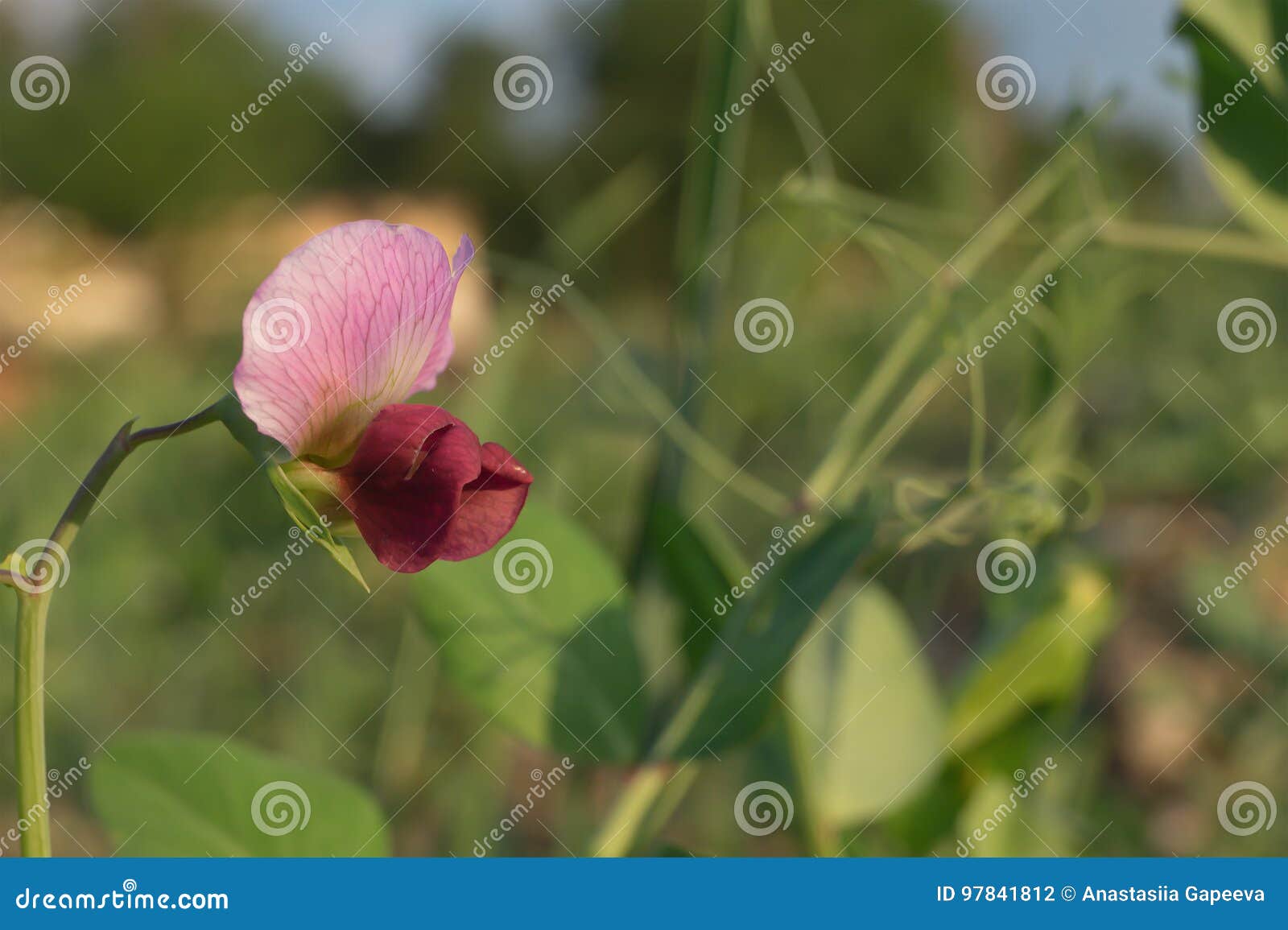 A Flower of Green Peas Grows on the Field Stock Photo Image of eating