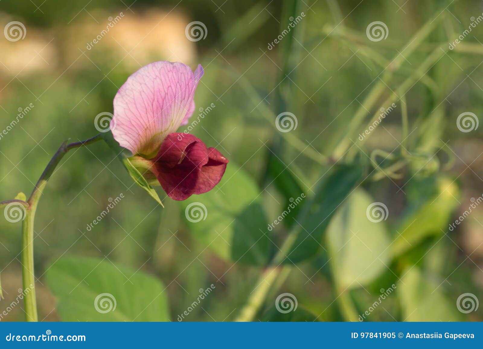 Flower of Green Peas Grows on the Field Stock Image Image of summer