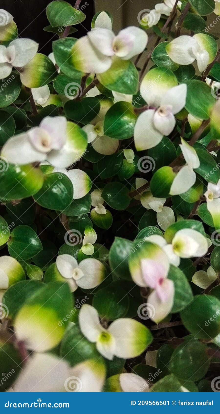 Flower Green White Wallpaper Stock Image Image of wallpap, white