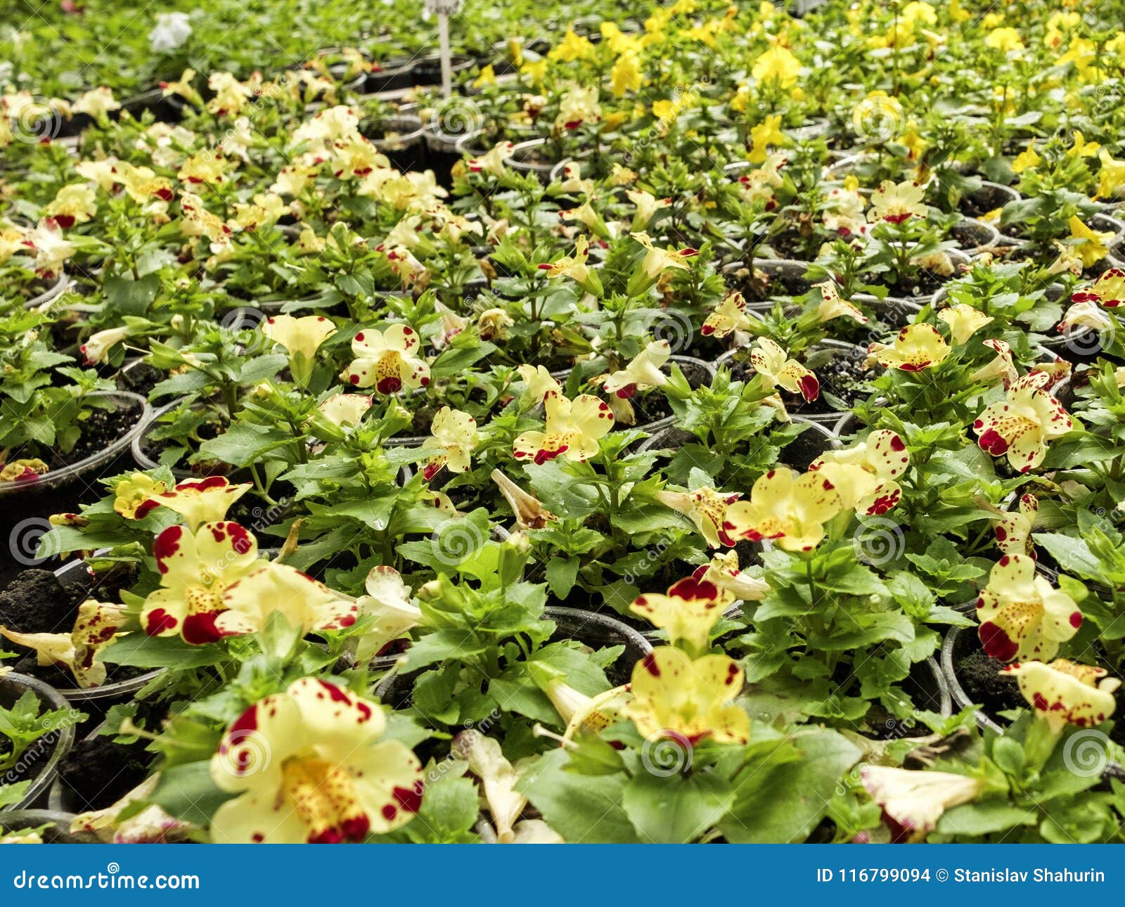 Flower Greenhouse. Growing Flowers in Winter Stock Photo - Image of ...