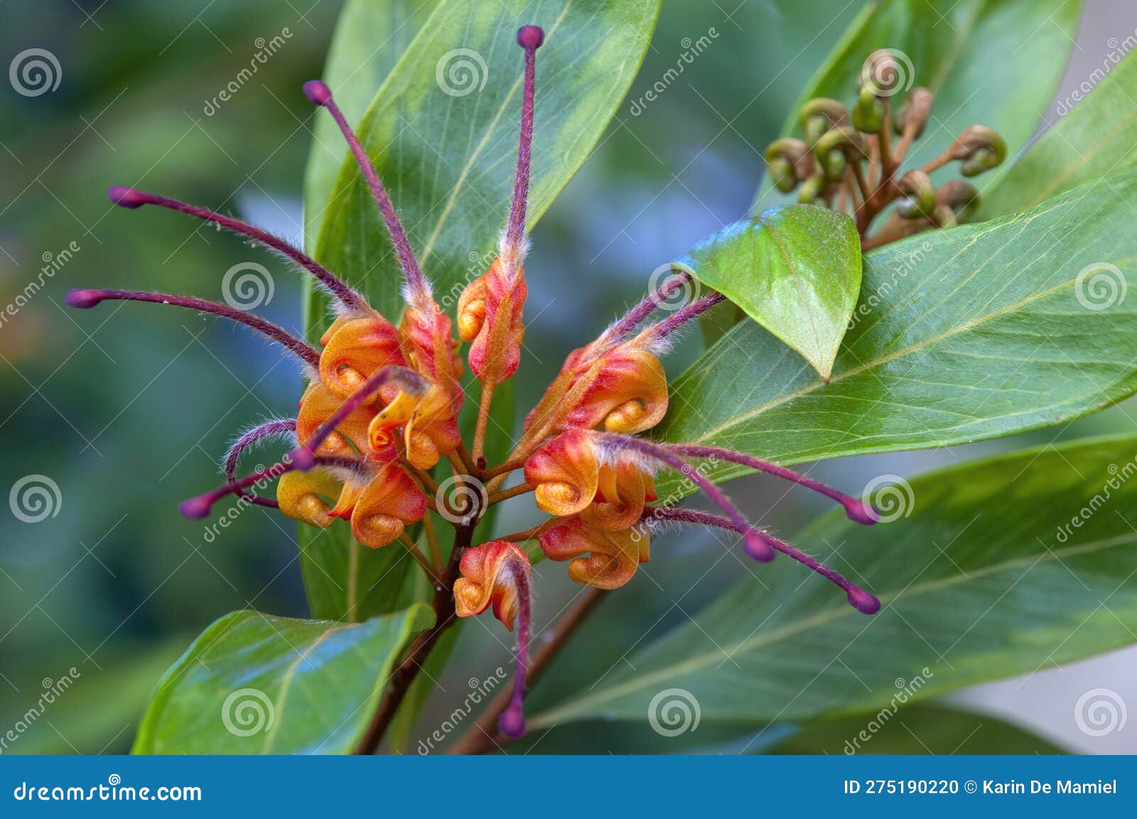 Flower of a Grevillea Orange Marmalade Stock Photo Image of plant