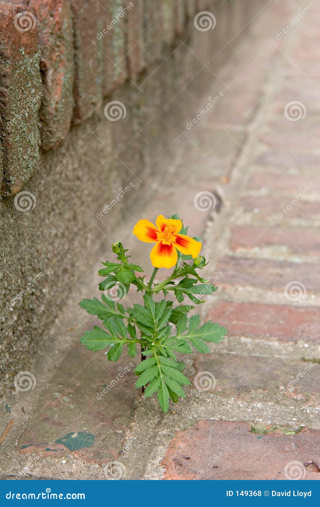 Flower Growing between Bricks Stock Photo Image of odds, marigold 149368