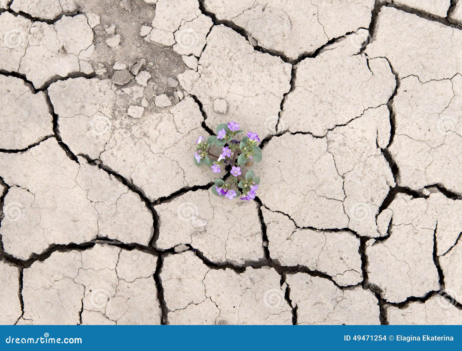 Flower Growing Out of Cracks in the Earth Stock Photo Image of ground