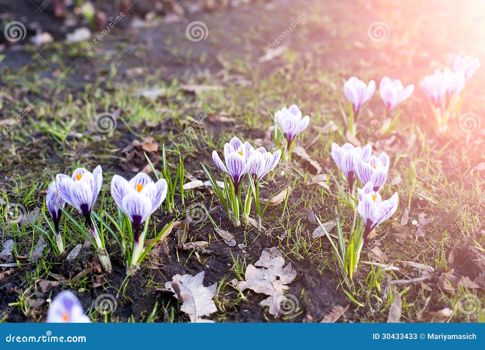Flower Growing Out of the Ground Stock Image Image of newborn, ground