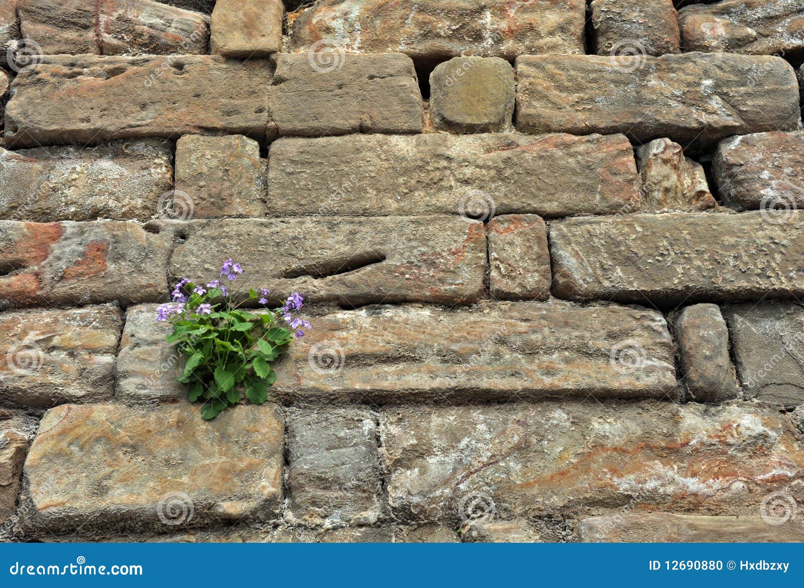 Flower Growing on a Rock Wall Stock Photo Image of clay, cement 12690880
