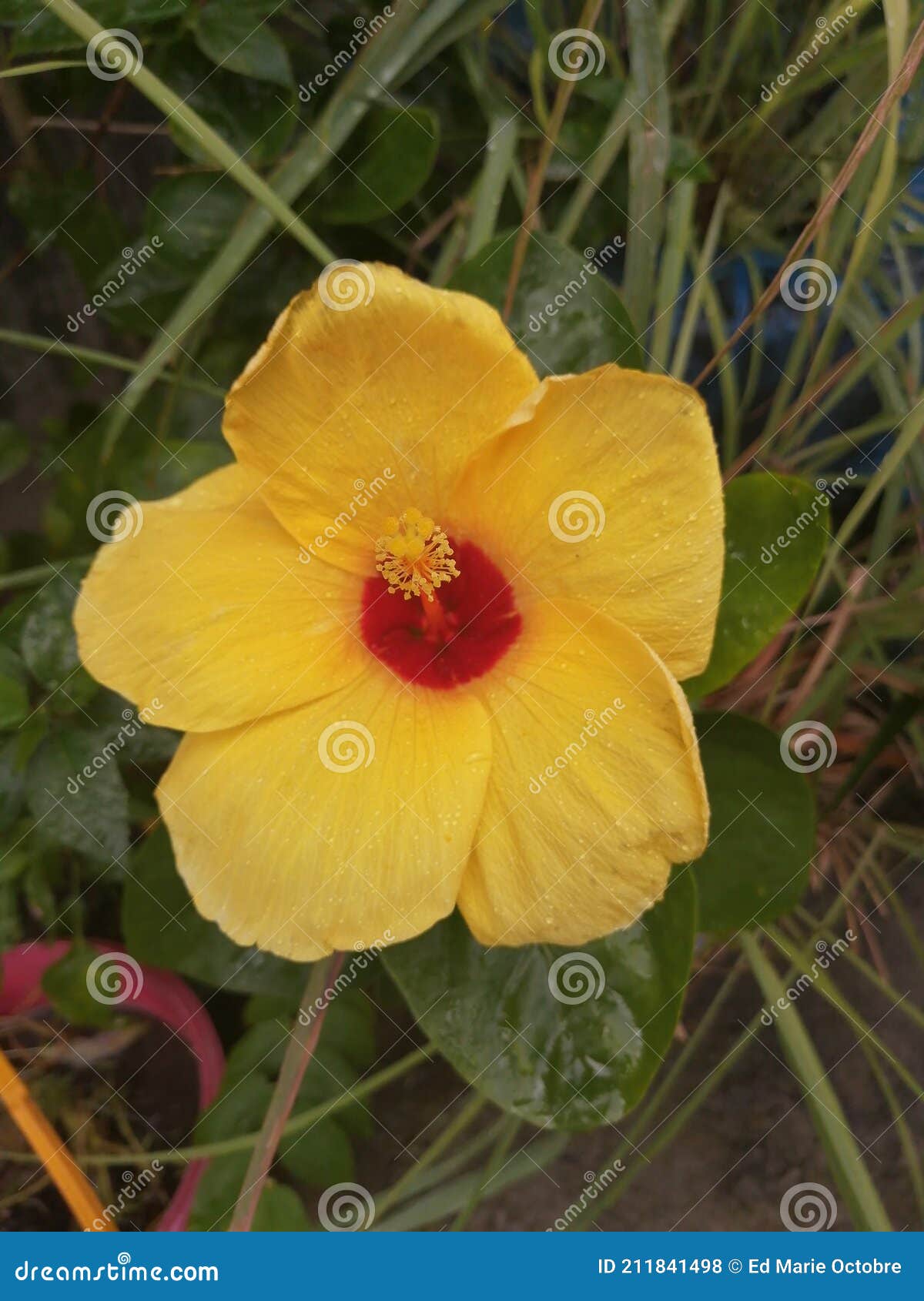 Flower Gumamela stock photo. Image of sunflower, blossom 211841498