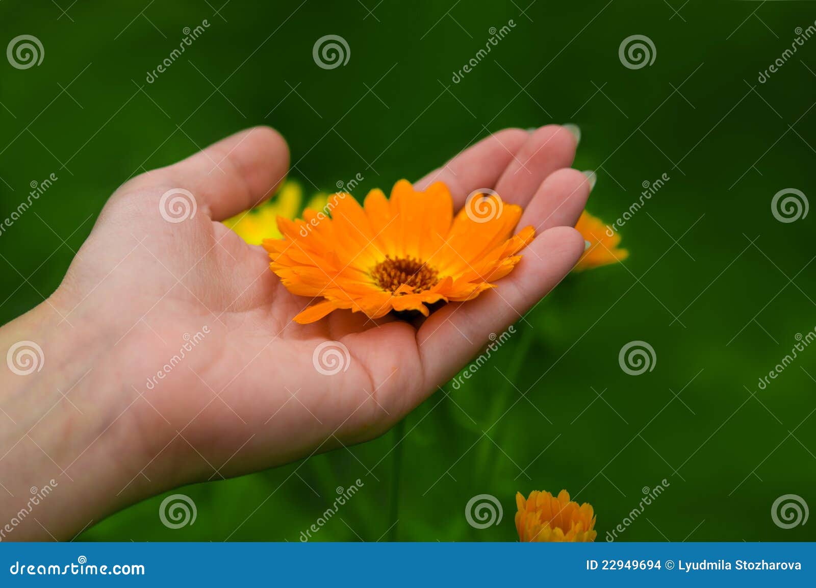 Flower on Hand stock photo. Image of hands, flora, hold 22949694