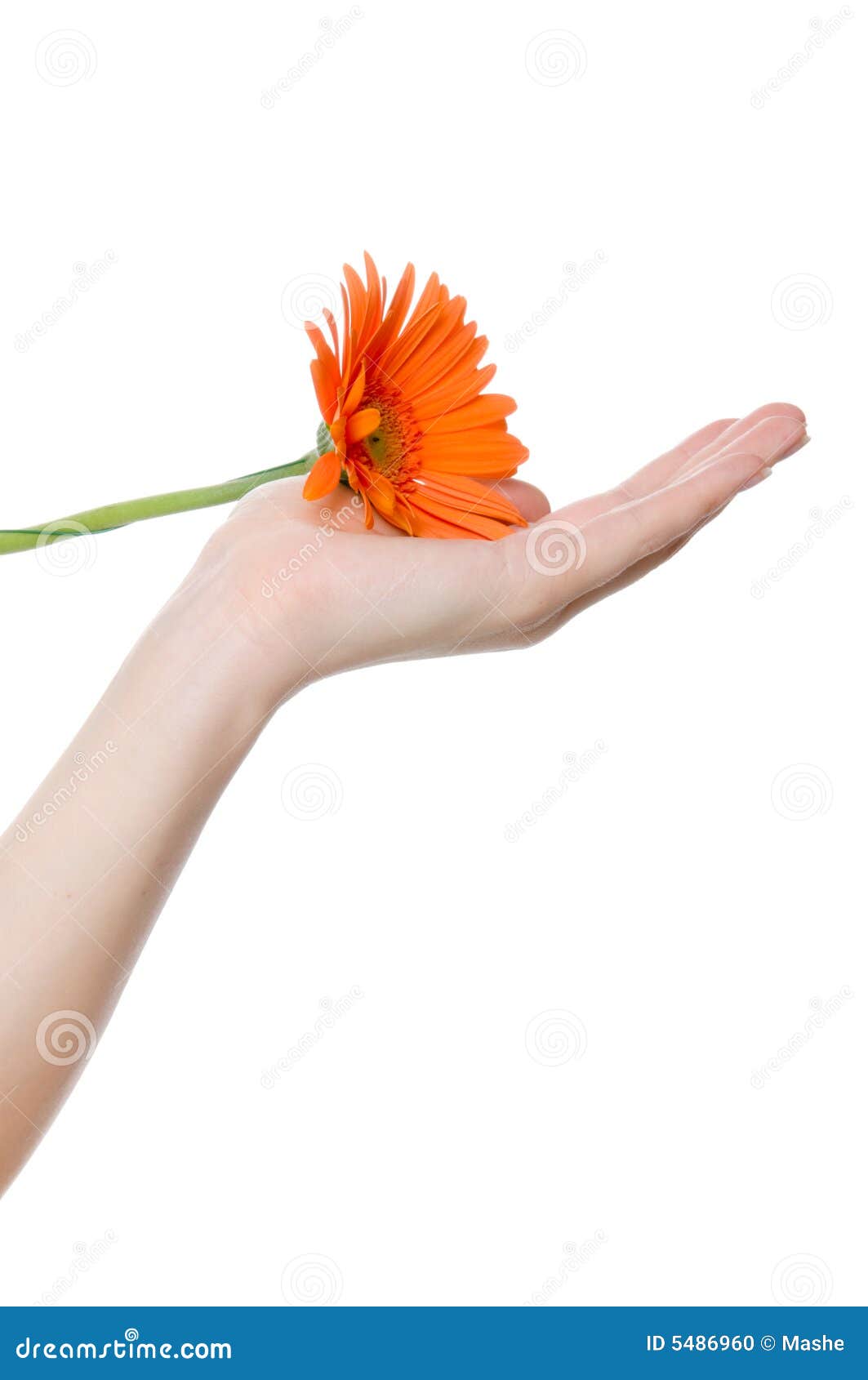 Flower in a hand stock photo. Image of growth, ground 5486960
