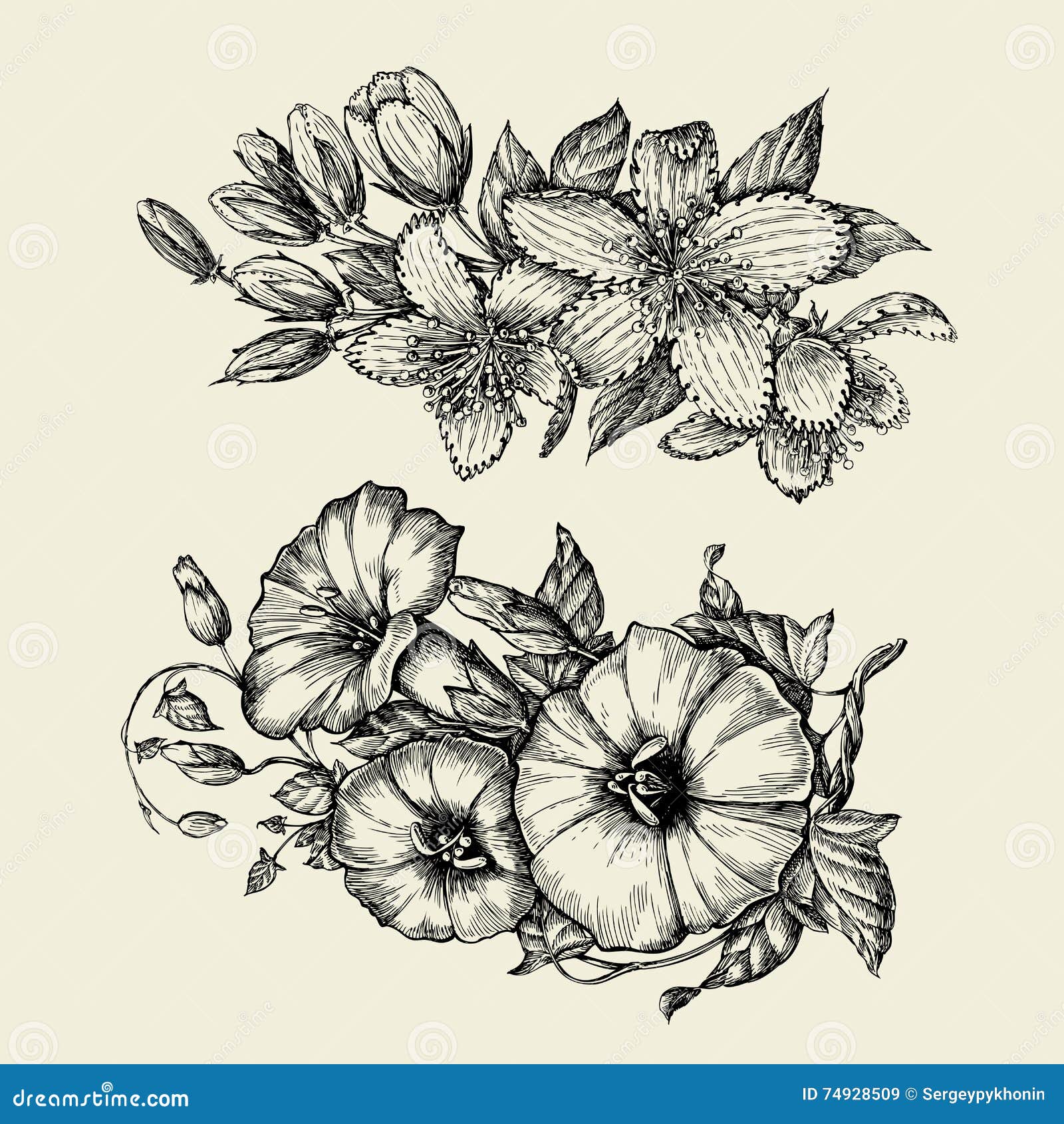 Flower. Hand Drawn Sketch Bindweed, Tutsan, Hypericum. Vector