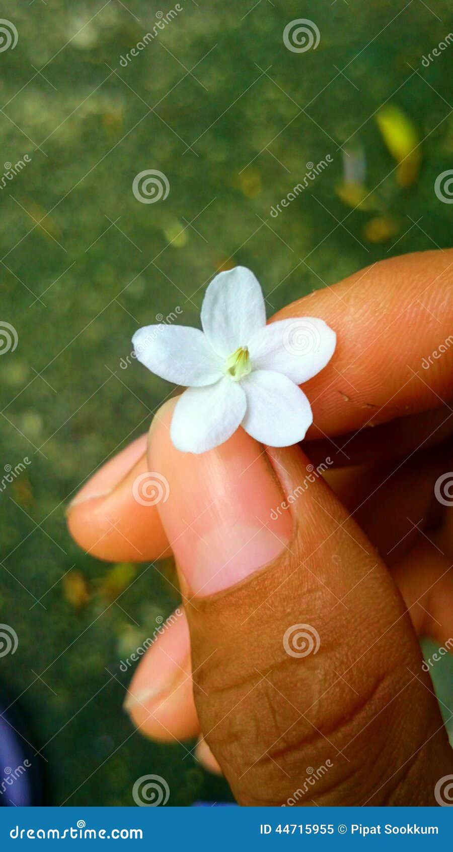 Flower stock image. Image of loook, fingers, look, flower 44715955