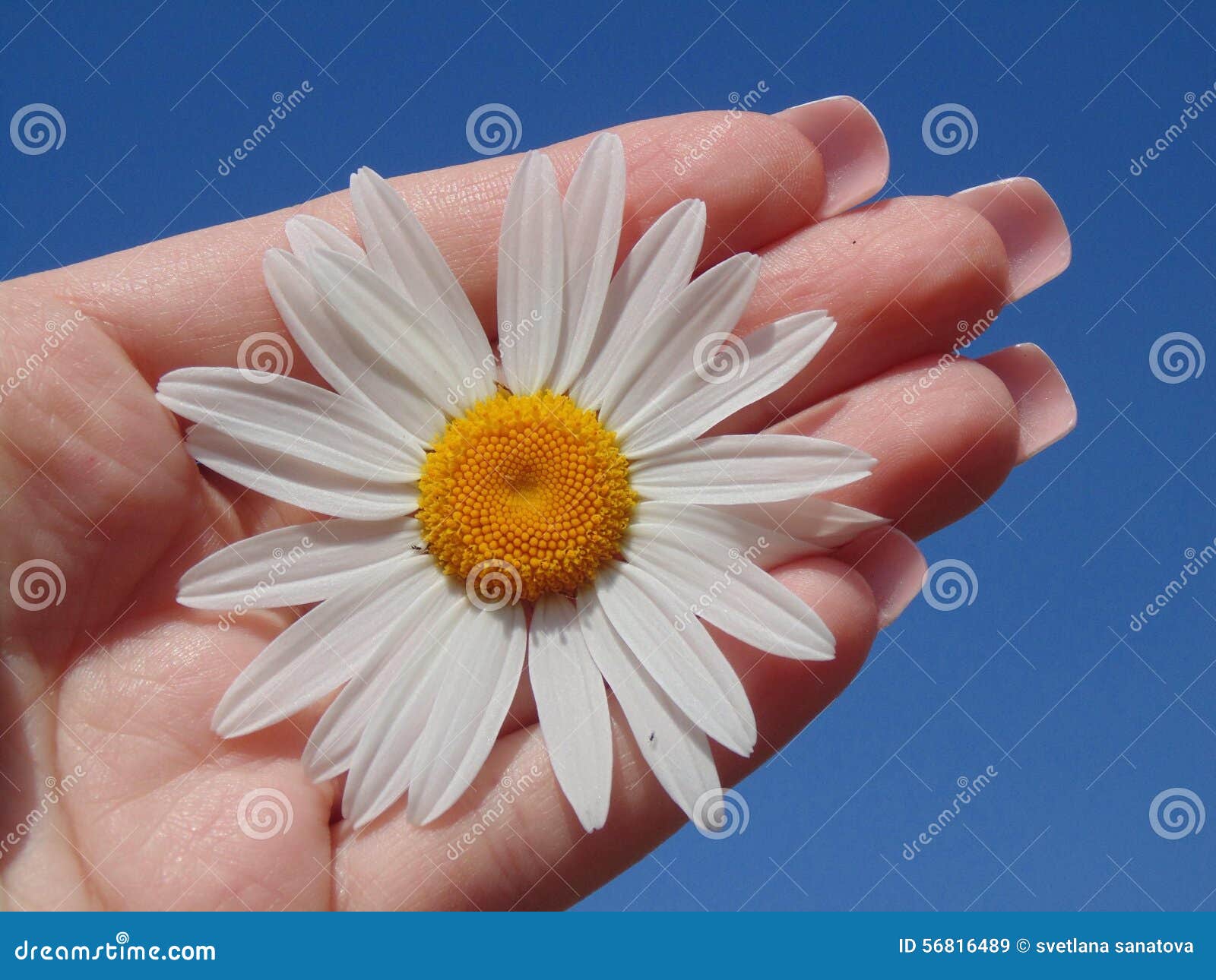 Flower hand sky stock image. Image of summer, hand, nice 56816489