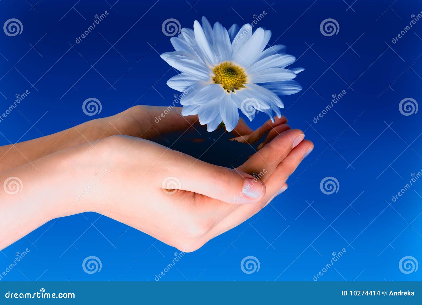 Flower in hands stock photo. Image of dirt, caring, hand 10274414