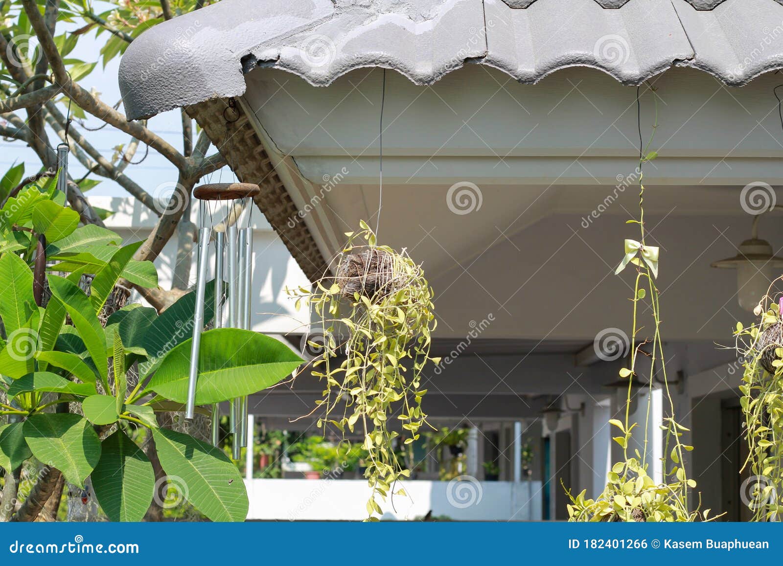 Flower Hang On Terrace To Decoration Balcony Garden And Hanging Flowers The Roof Of The House With A Beautiful Hanging Orchid Tree Stock Photo Image Of Green Door 182401266