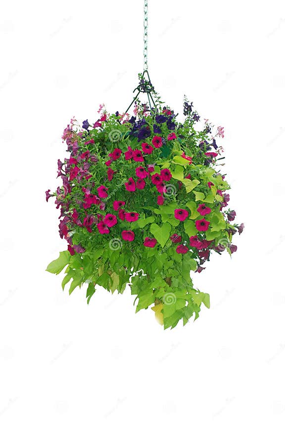 Flower hanging basket stock image. Image of flower, decoration 7959889