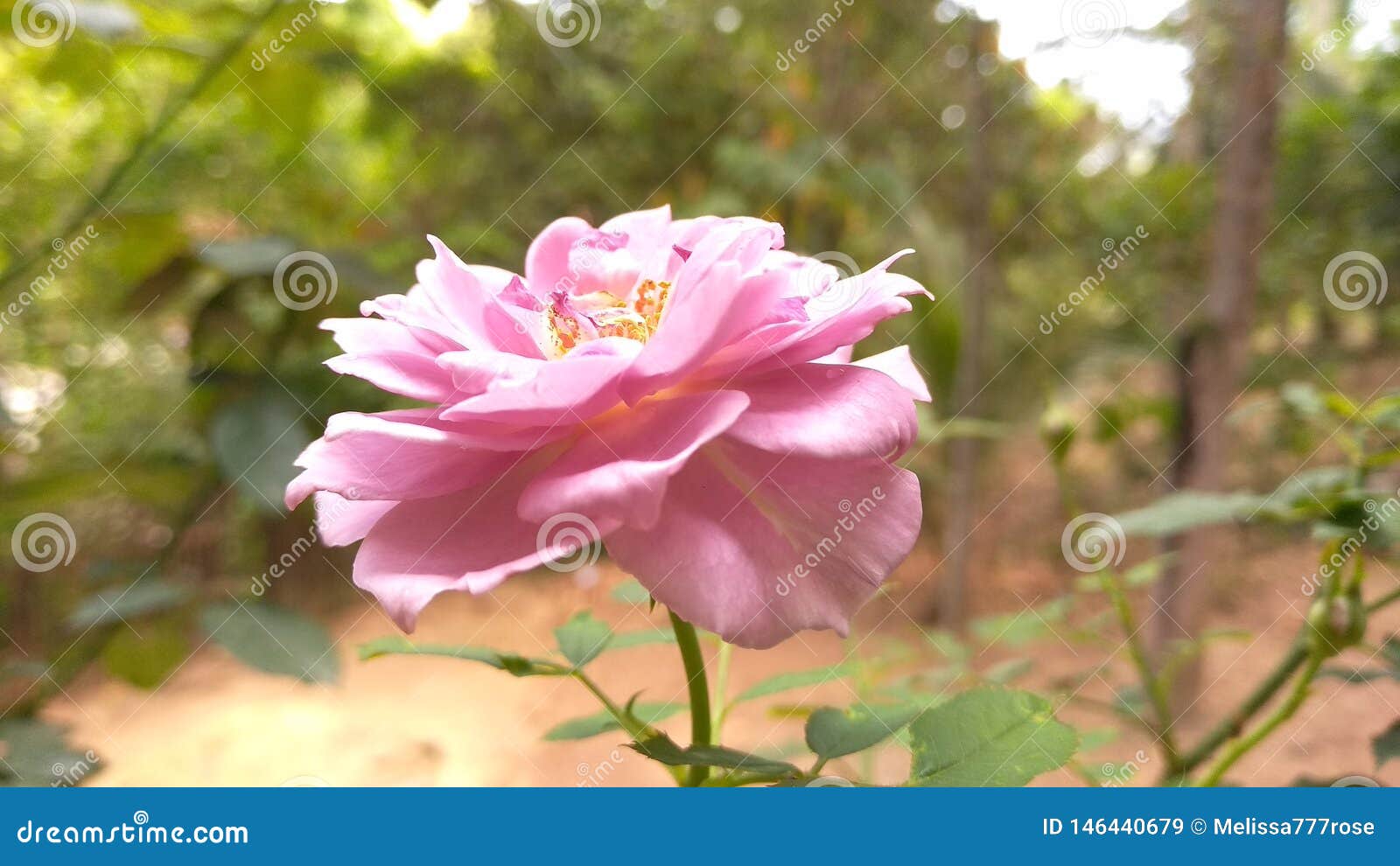 Flower Hd Photo Stock Image Image Of Ai10 Clean Background 146440679