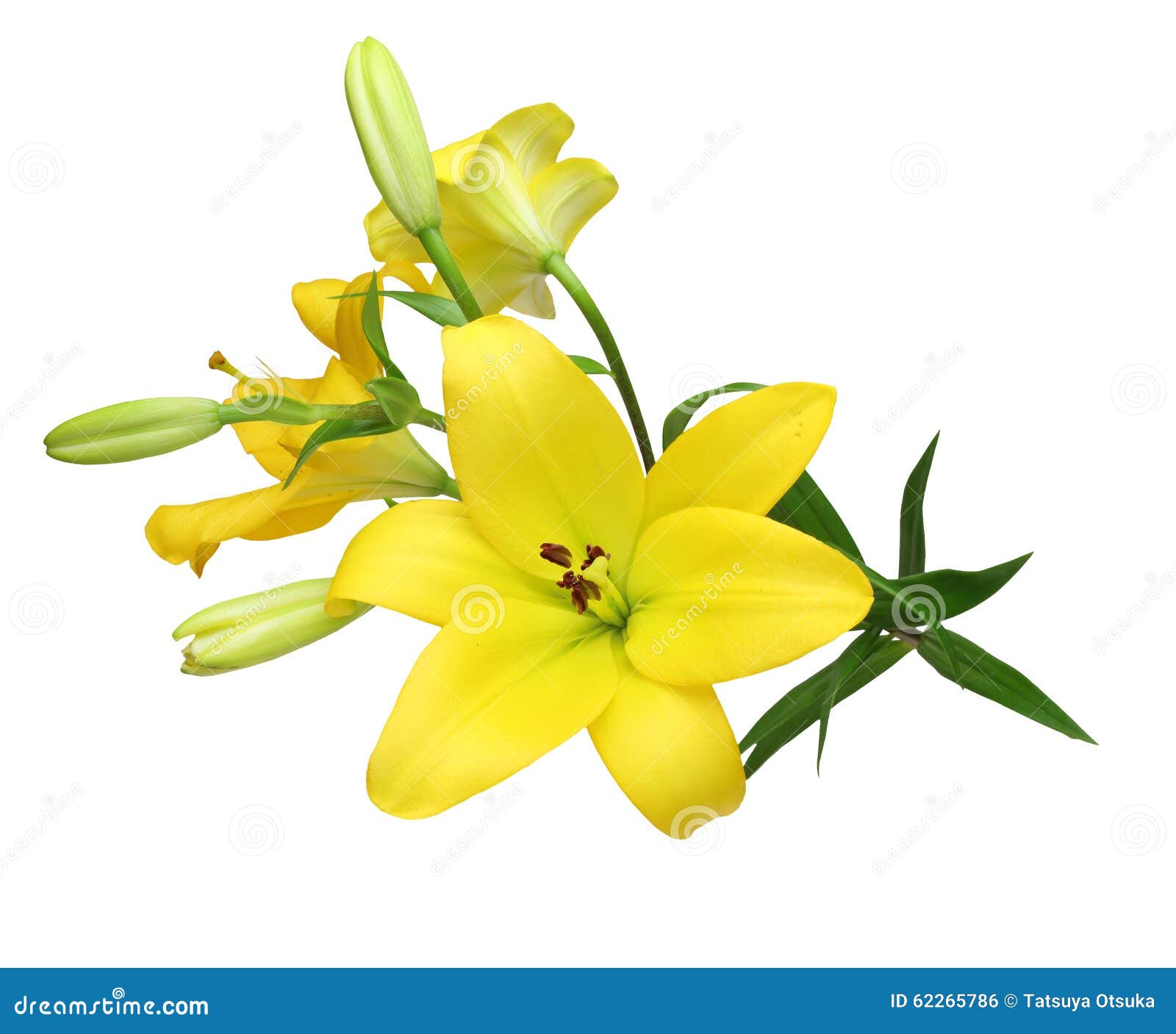 11,024 Flower Base Stock Photos - Free & Royalty-Free Stock Photos from  Dreamstime