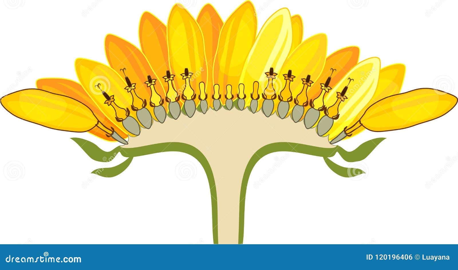 flower head or pseudanthium in cross section. structure of sunflower inflorescence