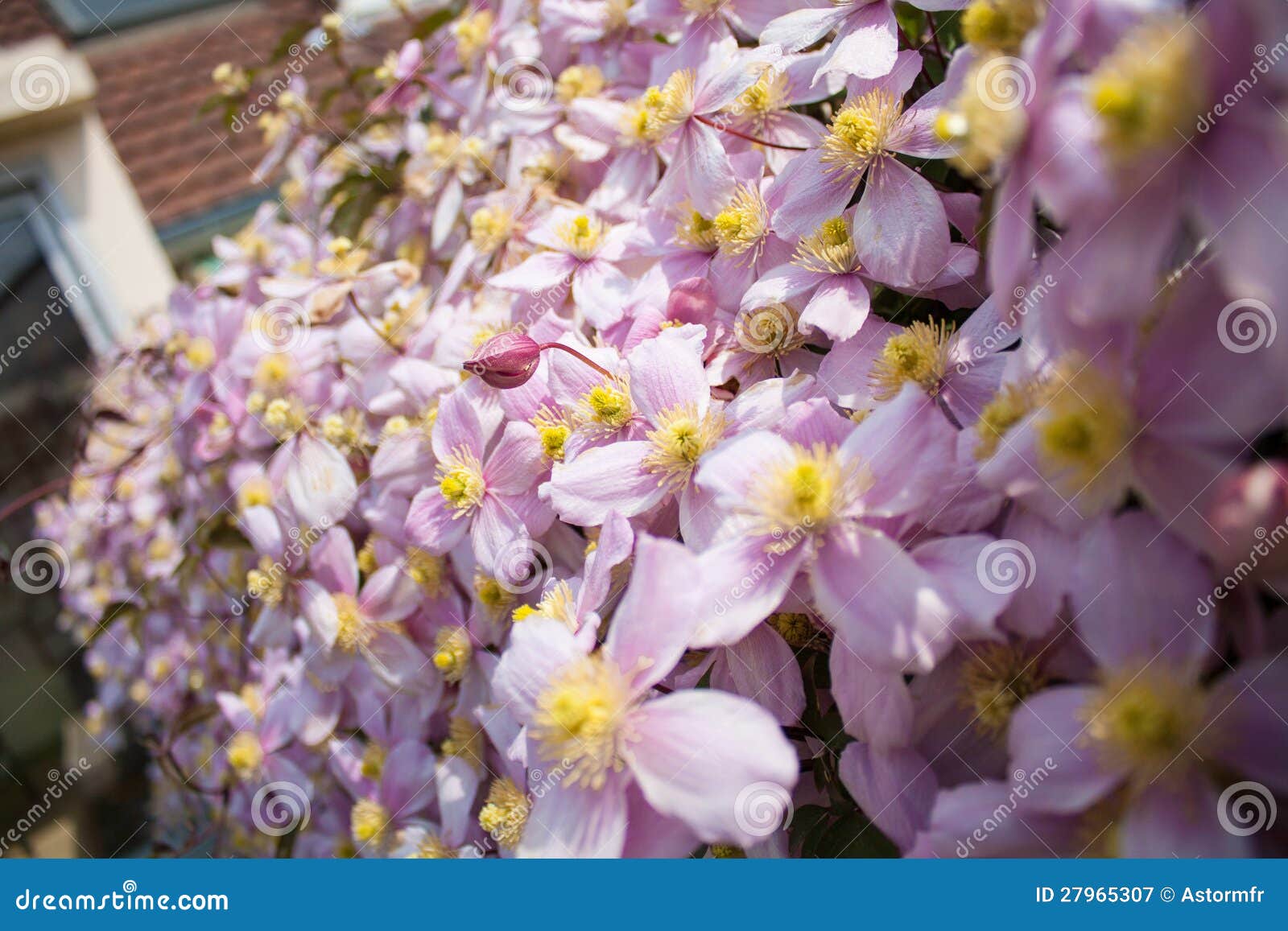 Flower hedgerow stock image. Image of hedgerow, foliage 27965307