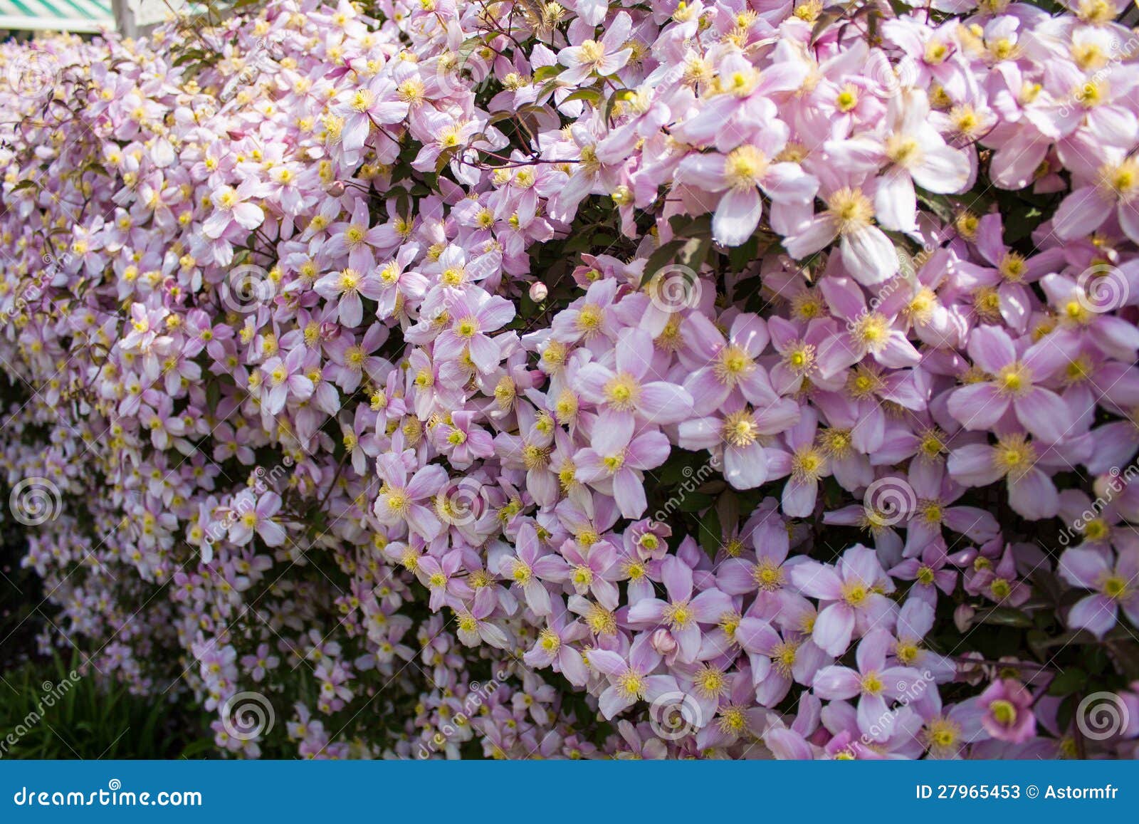 Flower hedgerow stock image. Image of pretty, colorful 27965453