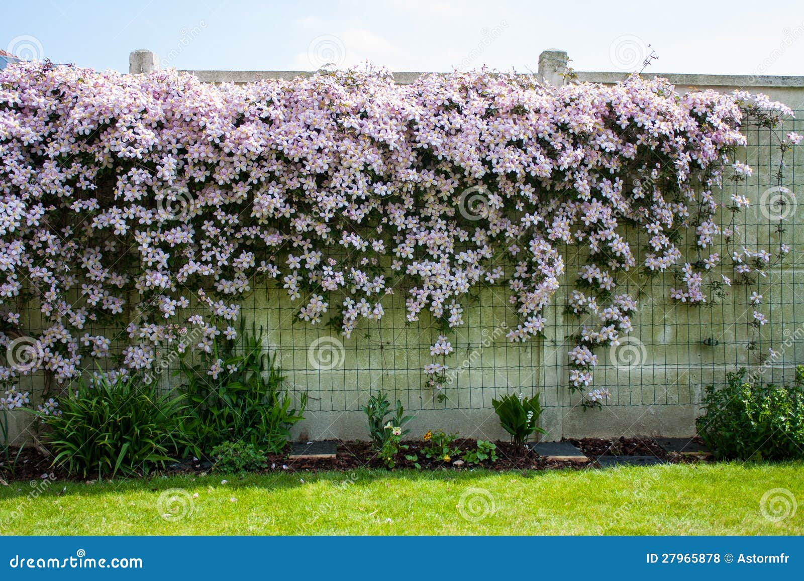 Flower Hedgerow on White Wall Stock Photo Image of wall, beautiful