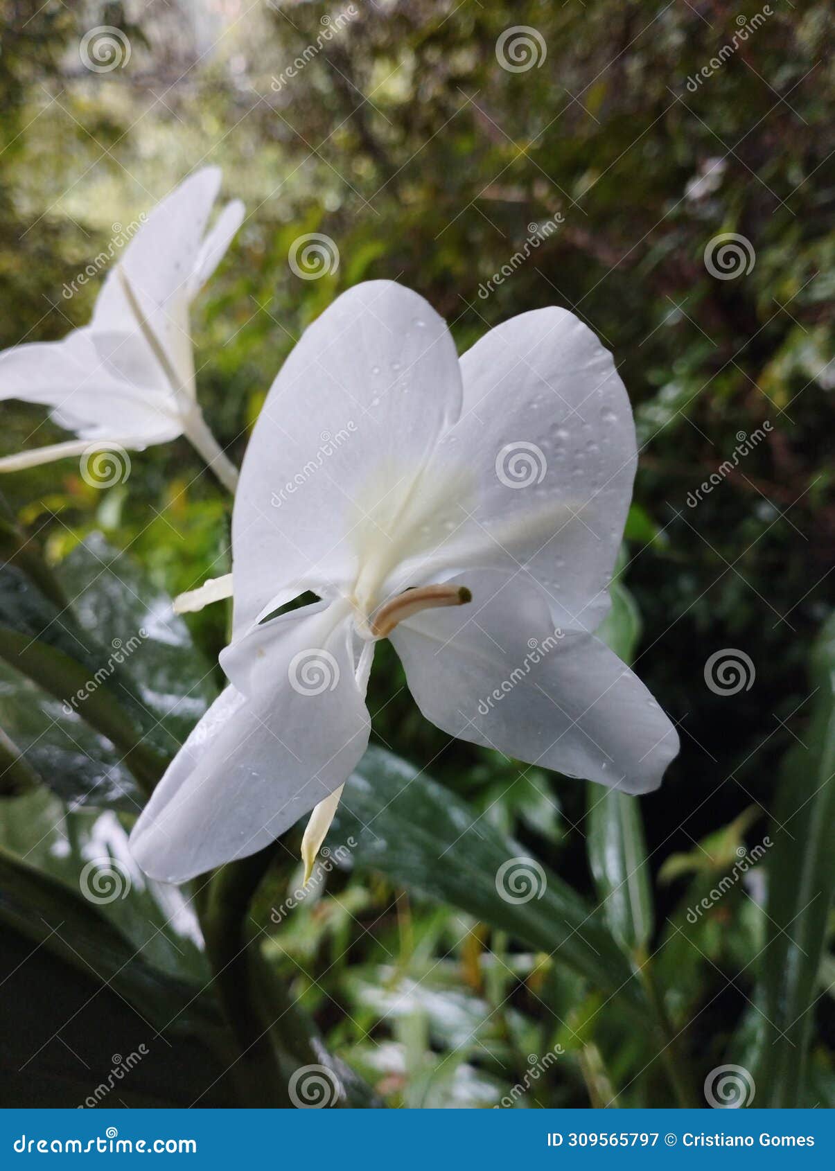 flower of hedychium coronarium (lirio-do-brejo) species of the zingiberaceae family