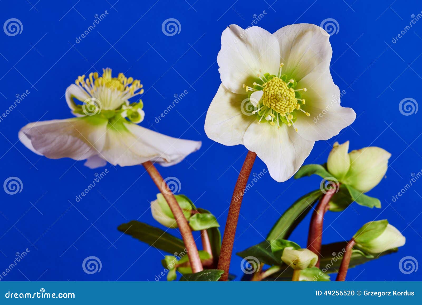 Flower hellebore stock photo. Image of pistil, petal 49256520