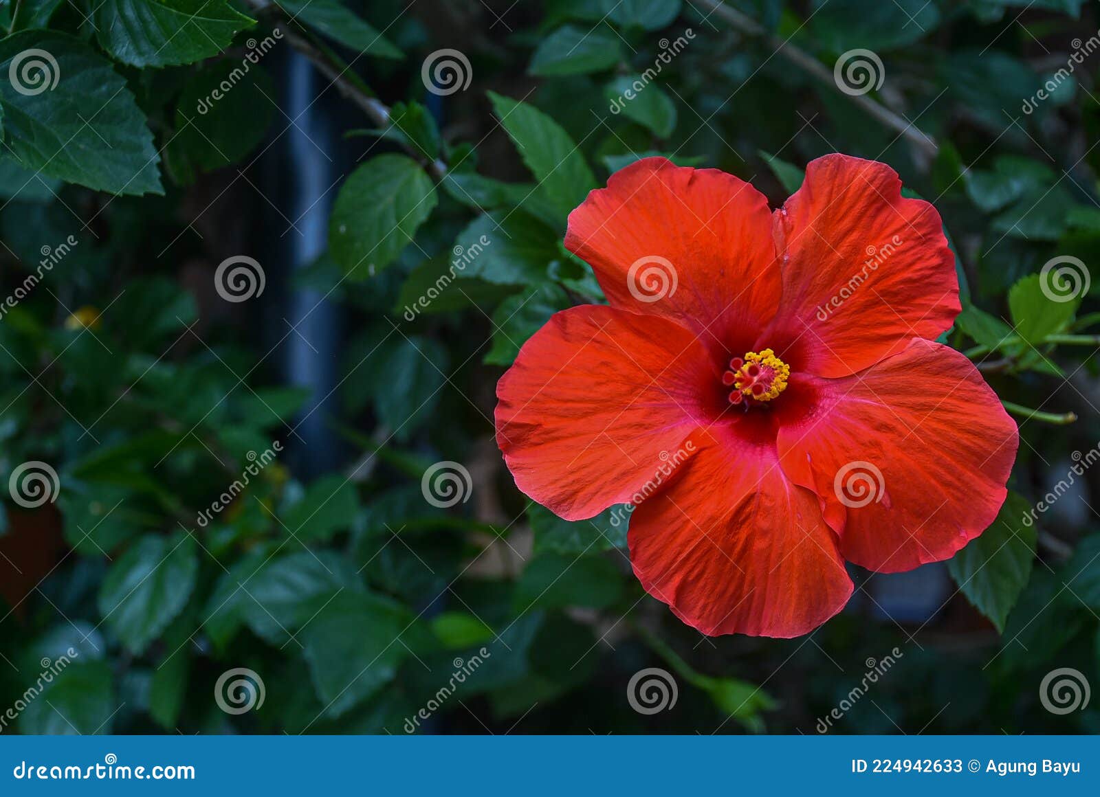 flower hibiscus (hibiscus rosa-sinensis l ) red color that grows in the yard. big flowers, red and odorless